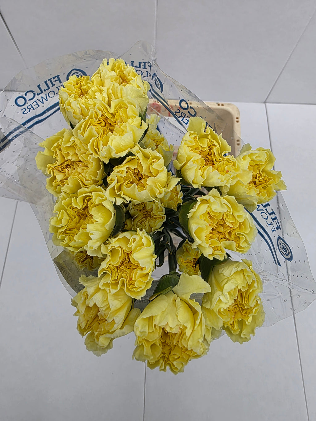 Farm Fresh Carnation Yellow(Bunch of25 stems, Length 70cm)