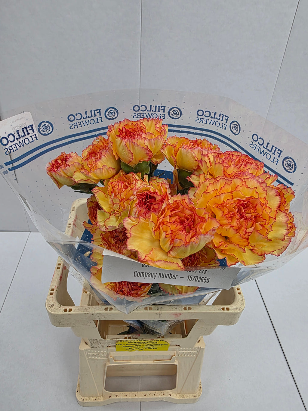 Farm Fresh Carnation Boiro(Bunch of 20 stems, length 70cm)