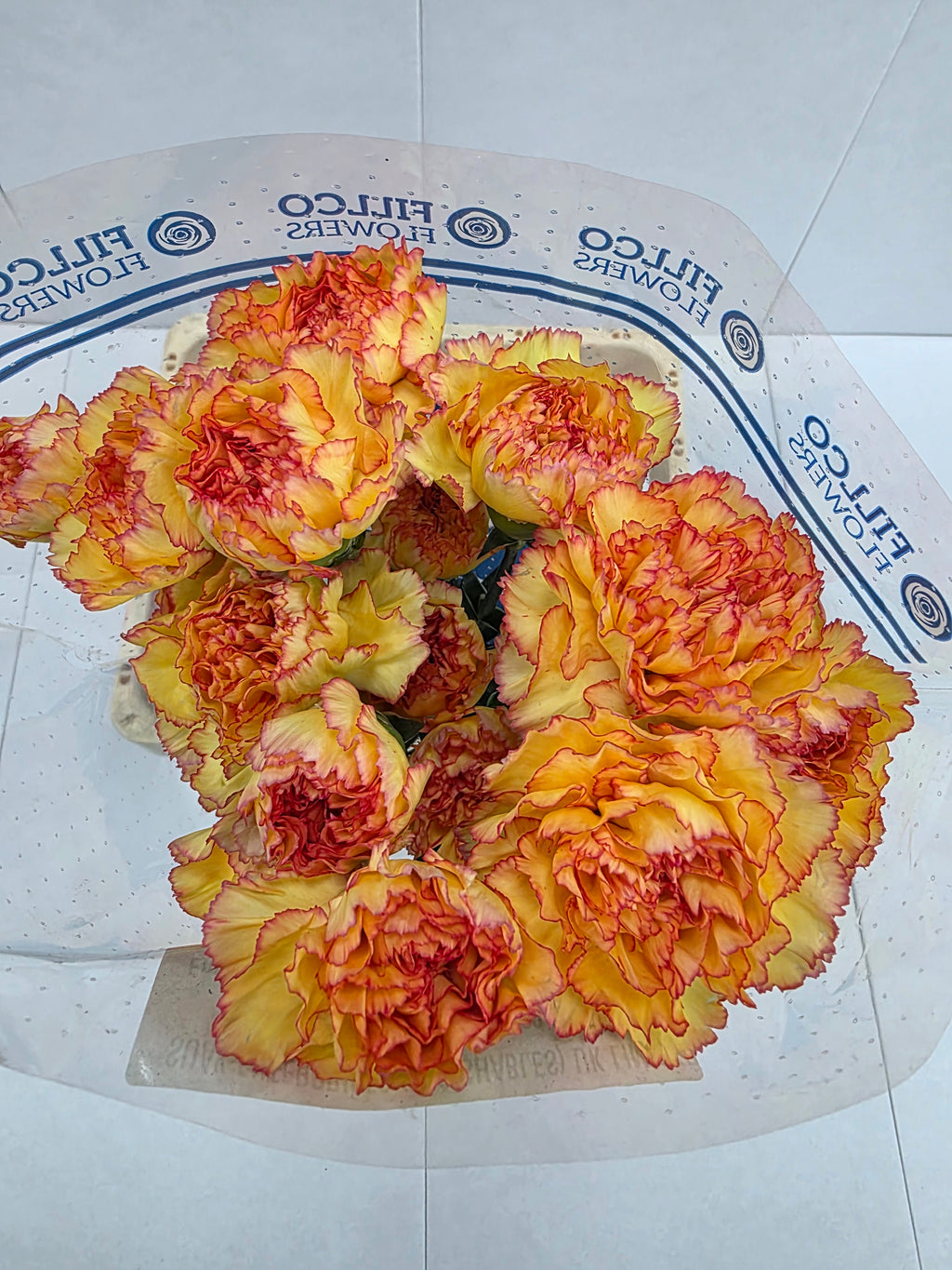 Farm Fresh Carnation Boiro(Bunch of 20 stems, length 70cm)