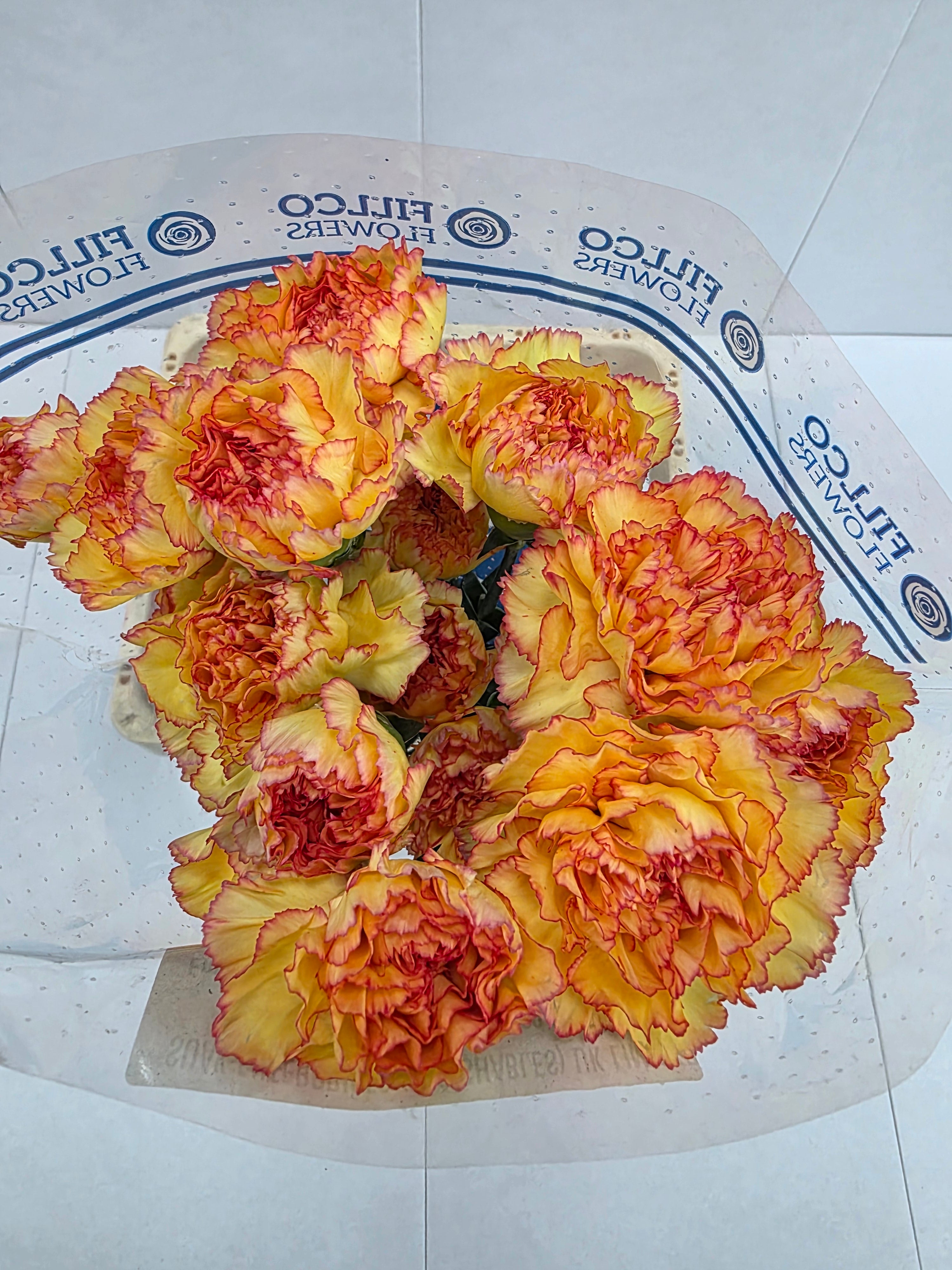 Farm Fresh Carnation Boiro(Bunch of 20 stems, length 70cm)