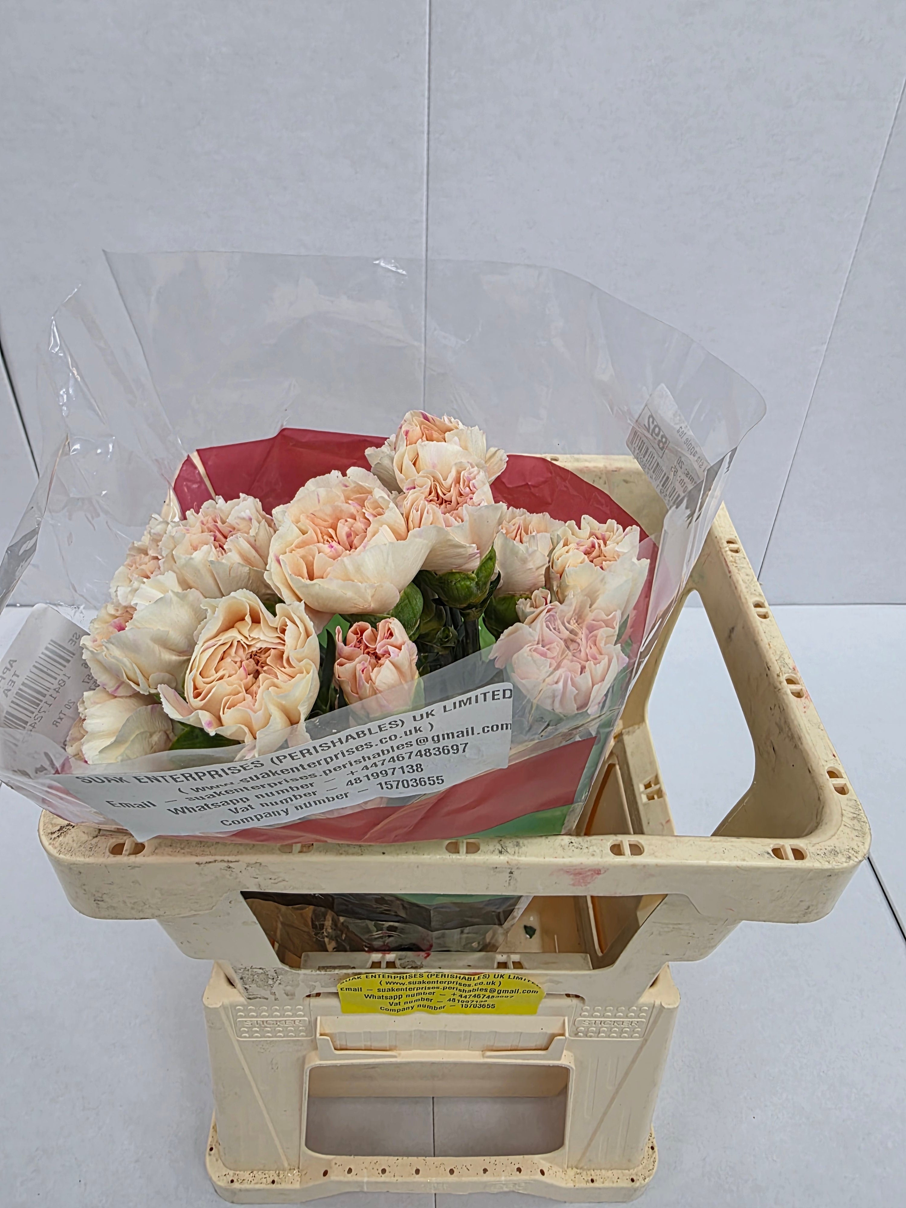 Farm Fresh Carnation Apple Tea(Bunch of 20stems, Length 70cm)