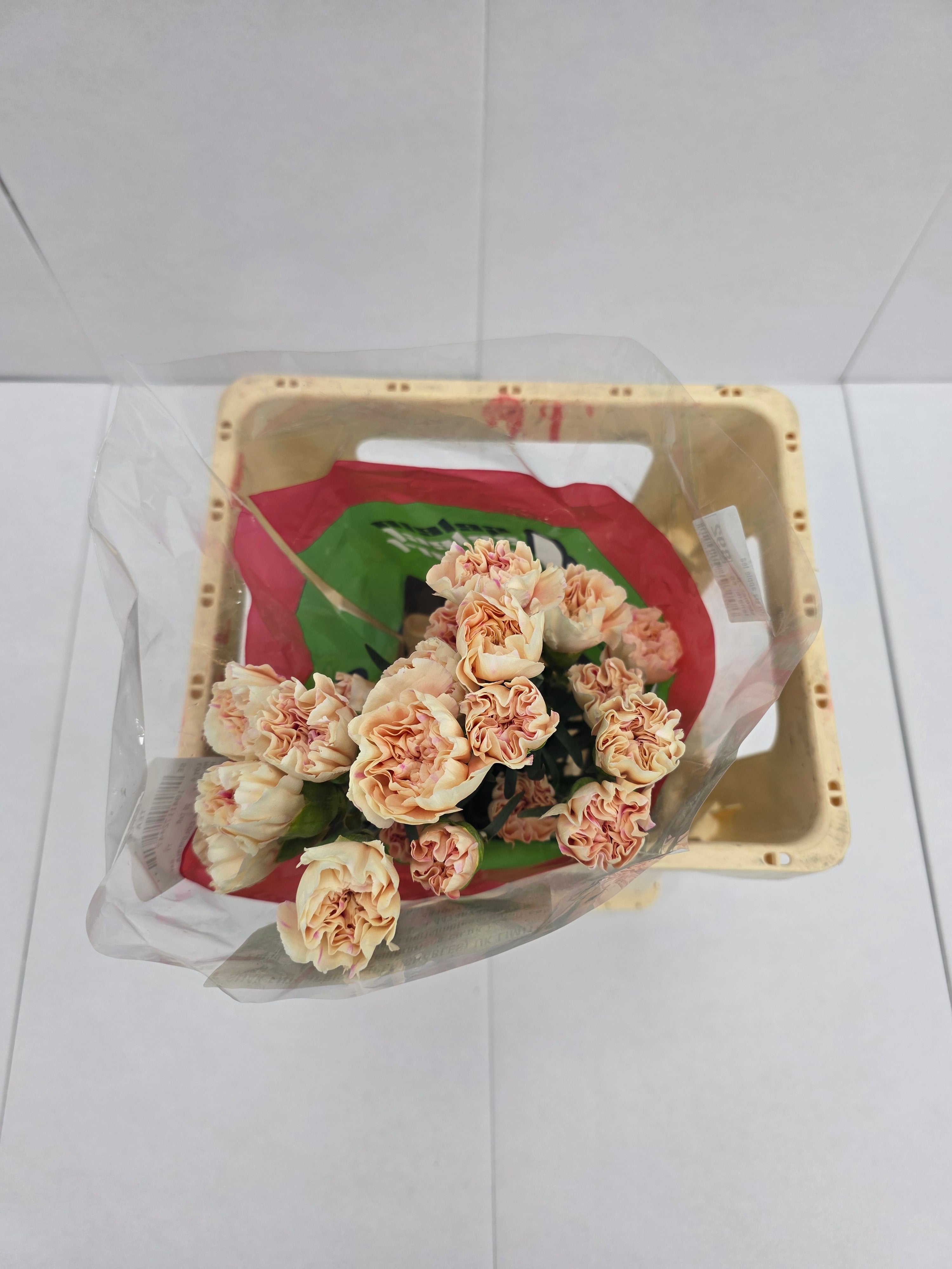 Farm Fresh Carnation Apple Tea(Bunch of 20stems, Length 70cm)
