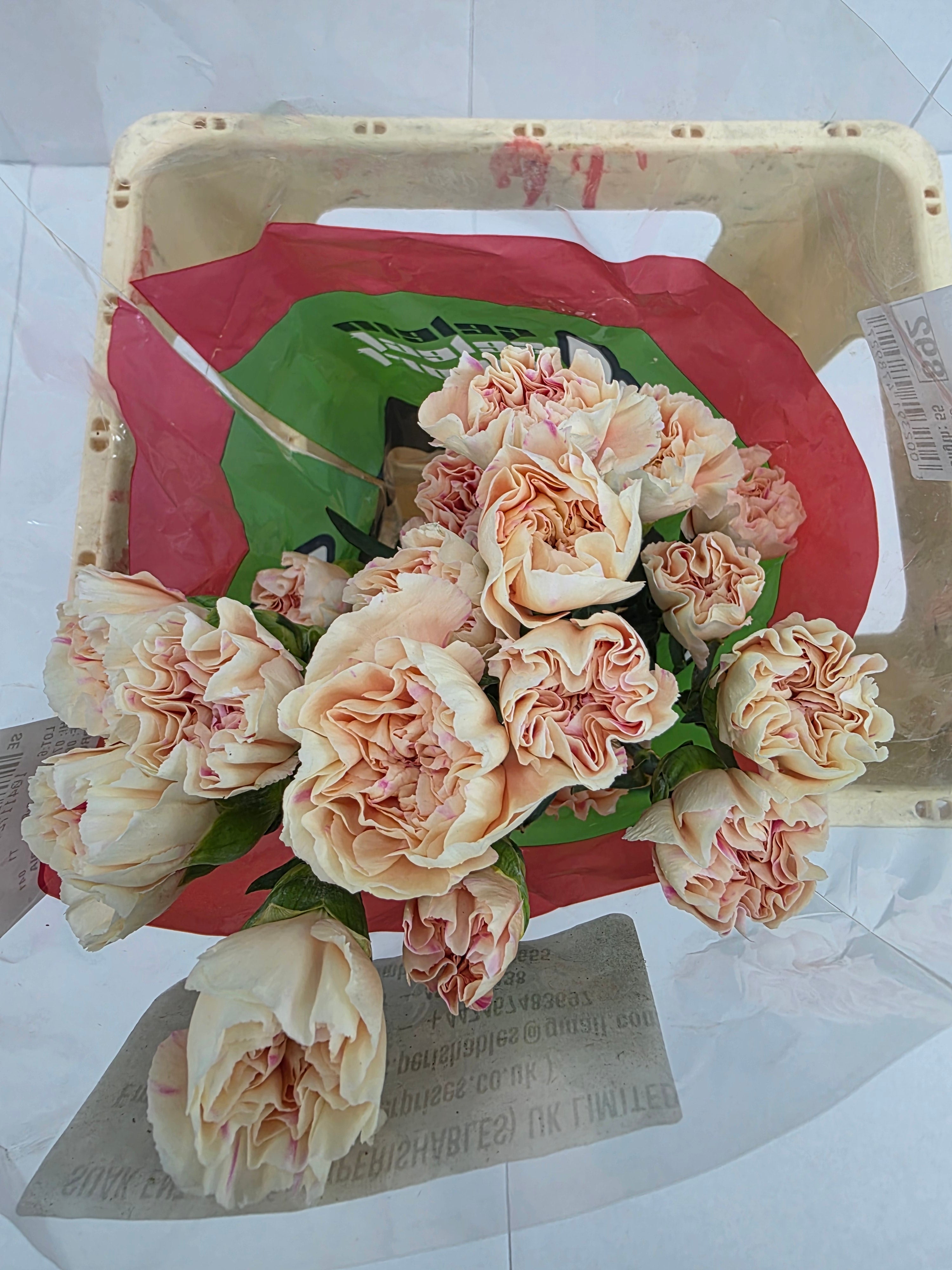 Farm Fresh Carnation Apple Tea(Bunch of 20stems, Length 70cm)
