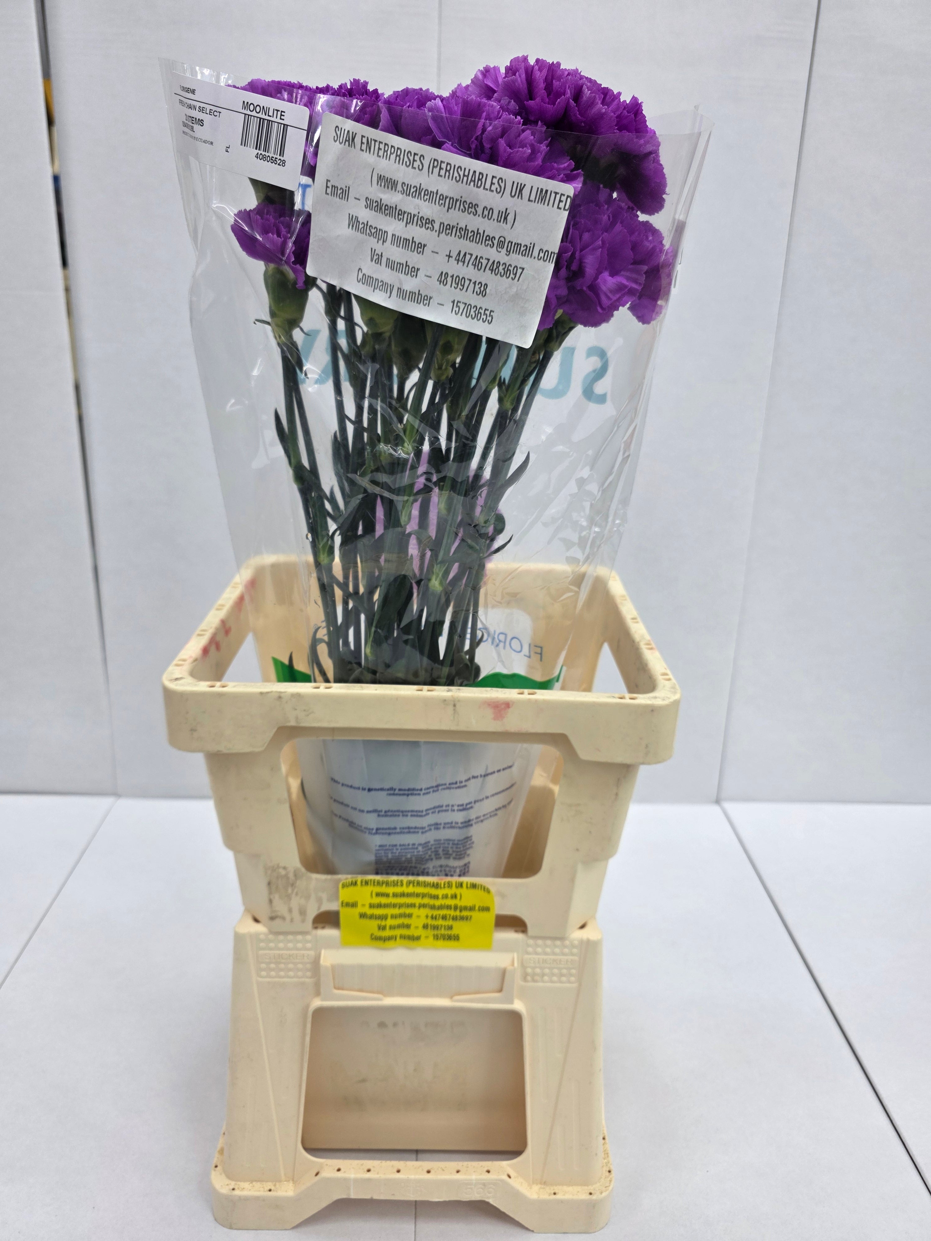 Farm Fresh Carnation Moonlite (Bunch of 20 units, Length 70cm)