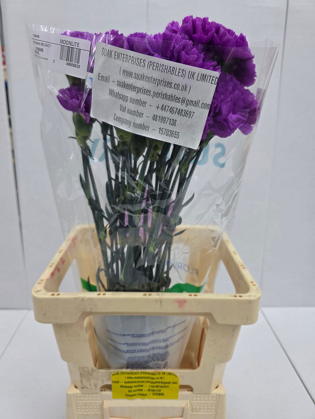 Farm Fresh Carnation Moonlite (Bunch of 20 units, Length 70cm)