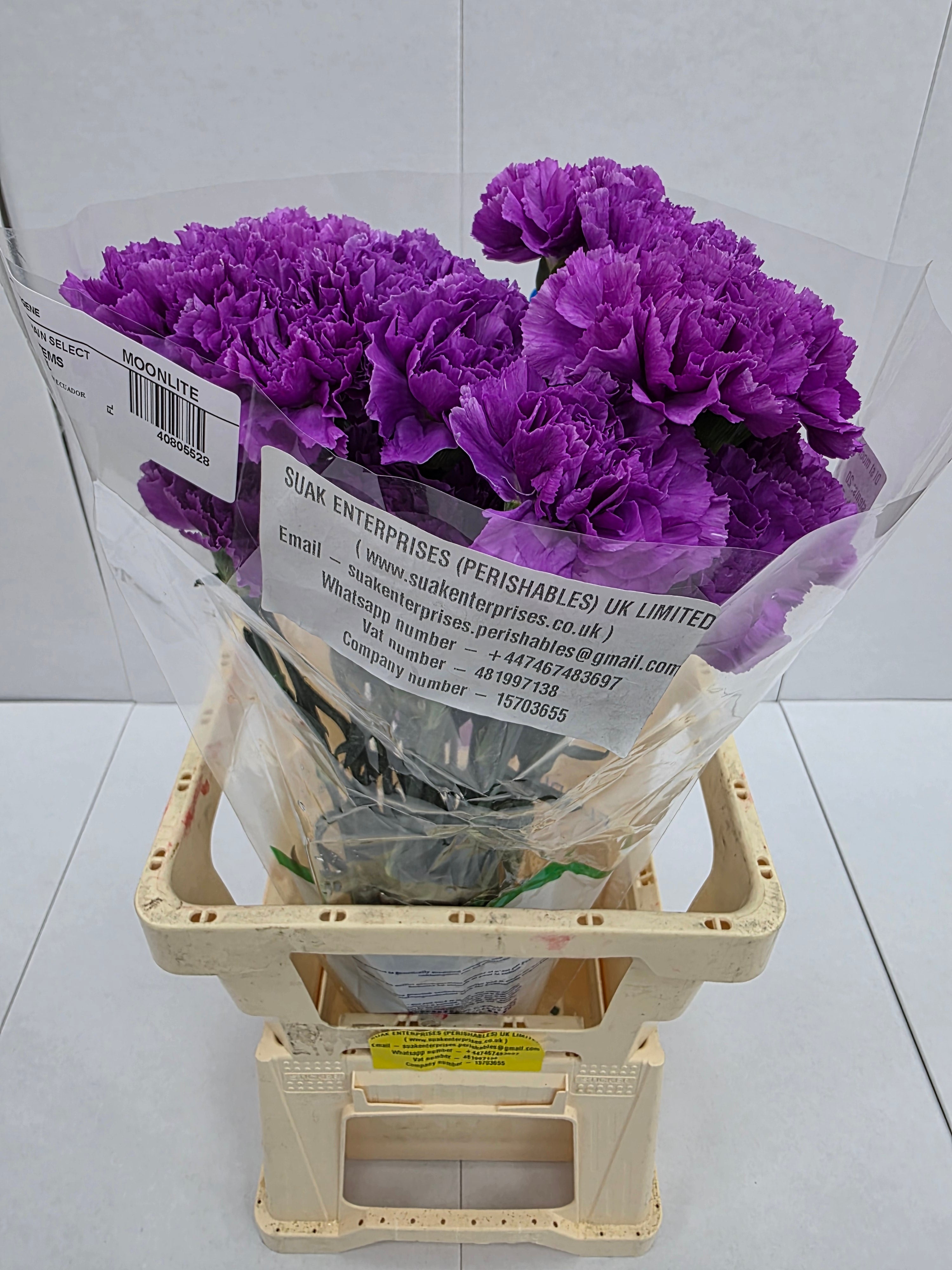 Farm Fresh Carnation Moonlite (Bunch of 20 units, Length 70cm)