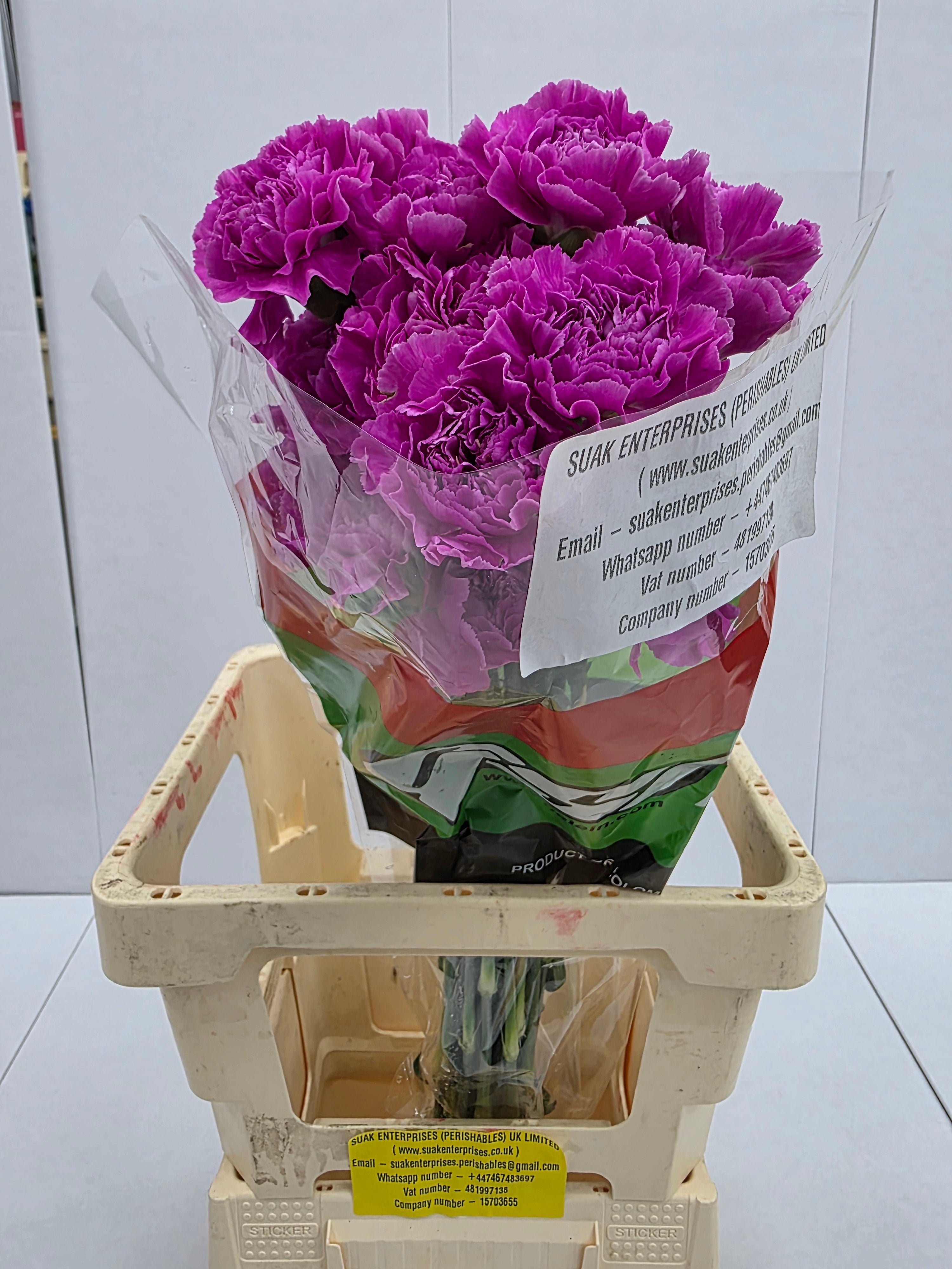 Farm Fresh Carnation Farida(Bunch of 20 stems,Length  70cm)