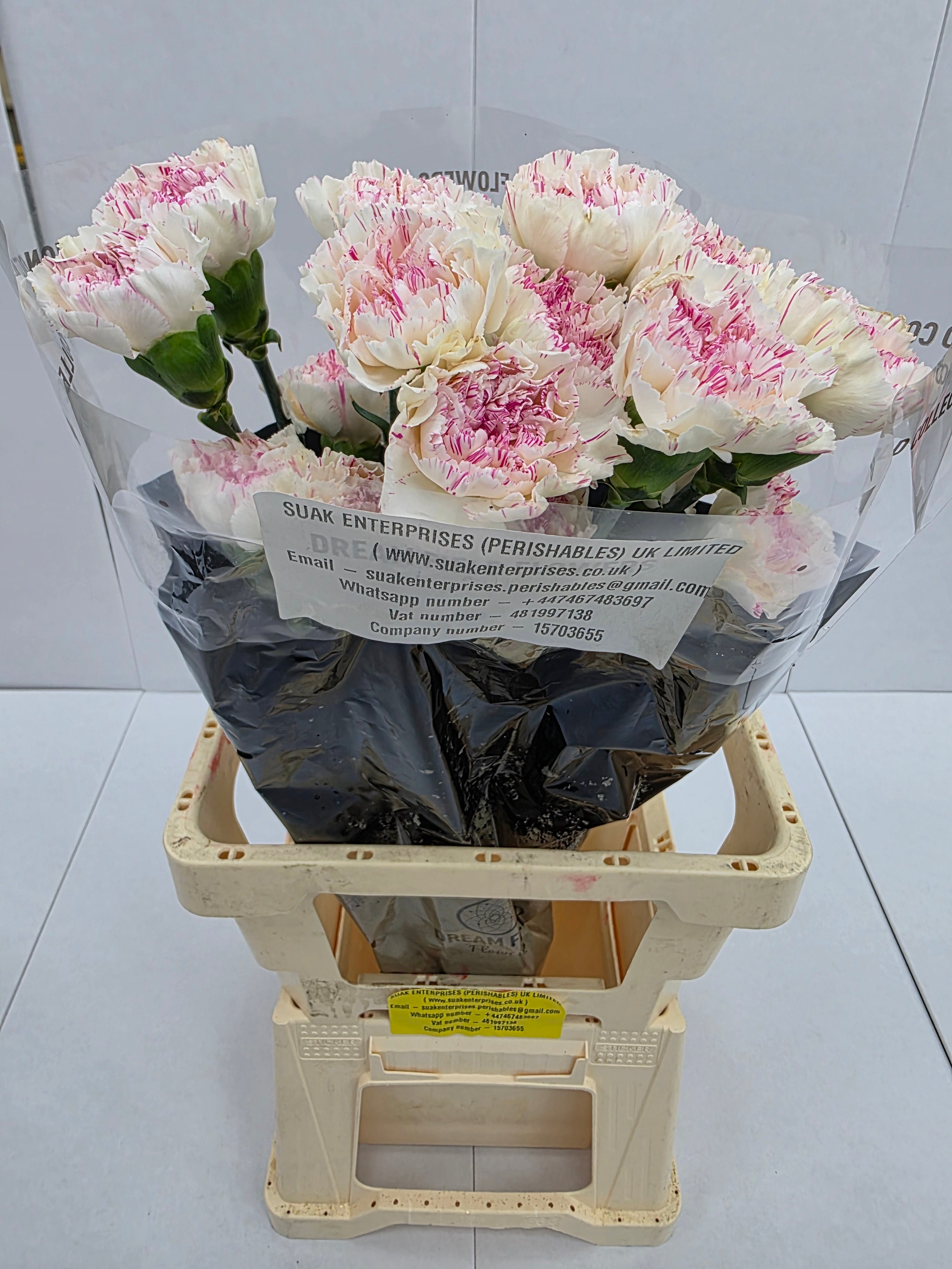 Farm Fresh Carnation Yucari Cherry(Bunch of 20stems, Length 60-70cm)