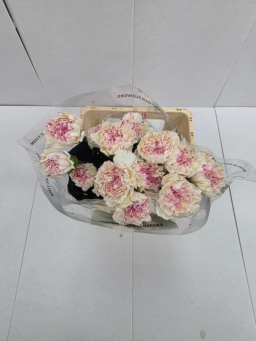 Farm Fresh Carnation Yucari Cherry(Bunch of 20stems, Length 60-70cm)