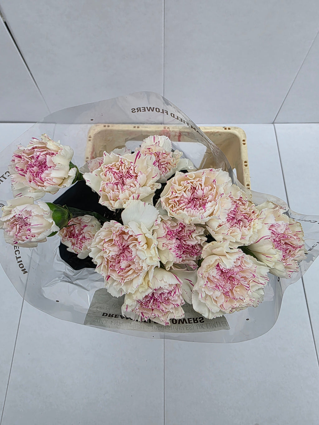 Farm Fresh Carnation Yucari Cherry(Bunch of 20stems, Length 60-70cm)