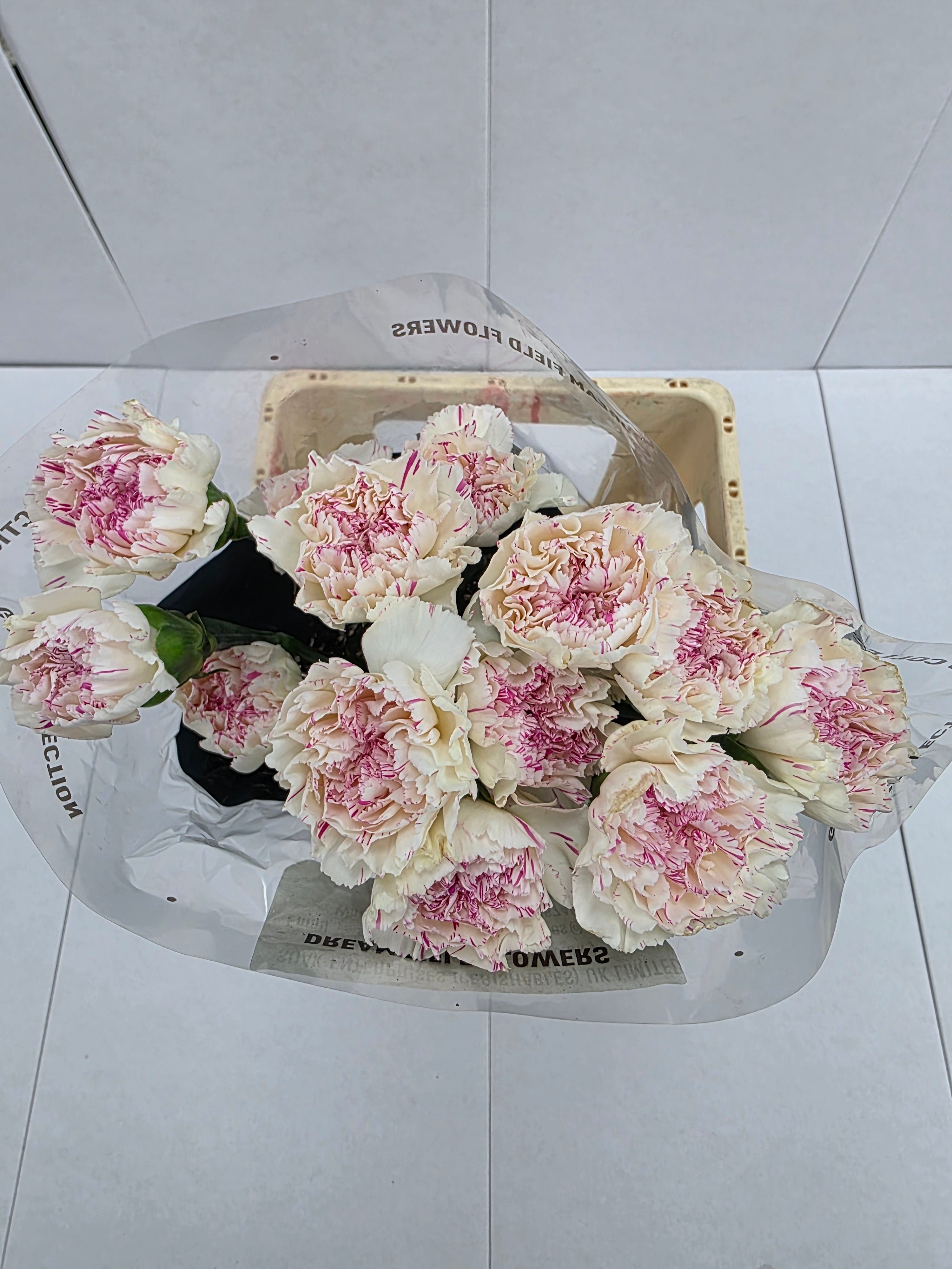 Farm Fresh Carnation Yucari Cherry(Bunch of 20stems, Length 60-70cm)