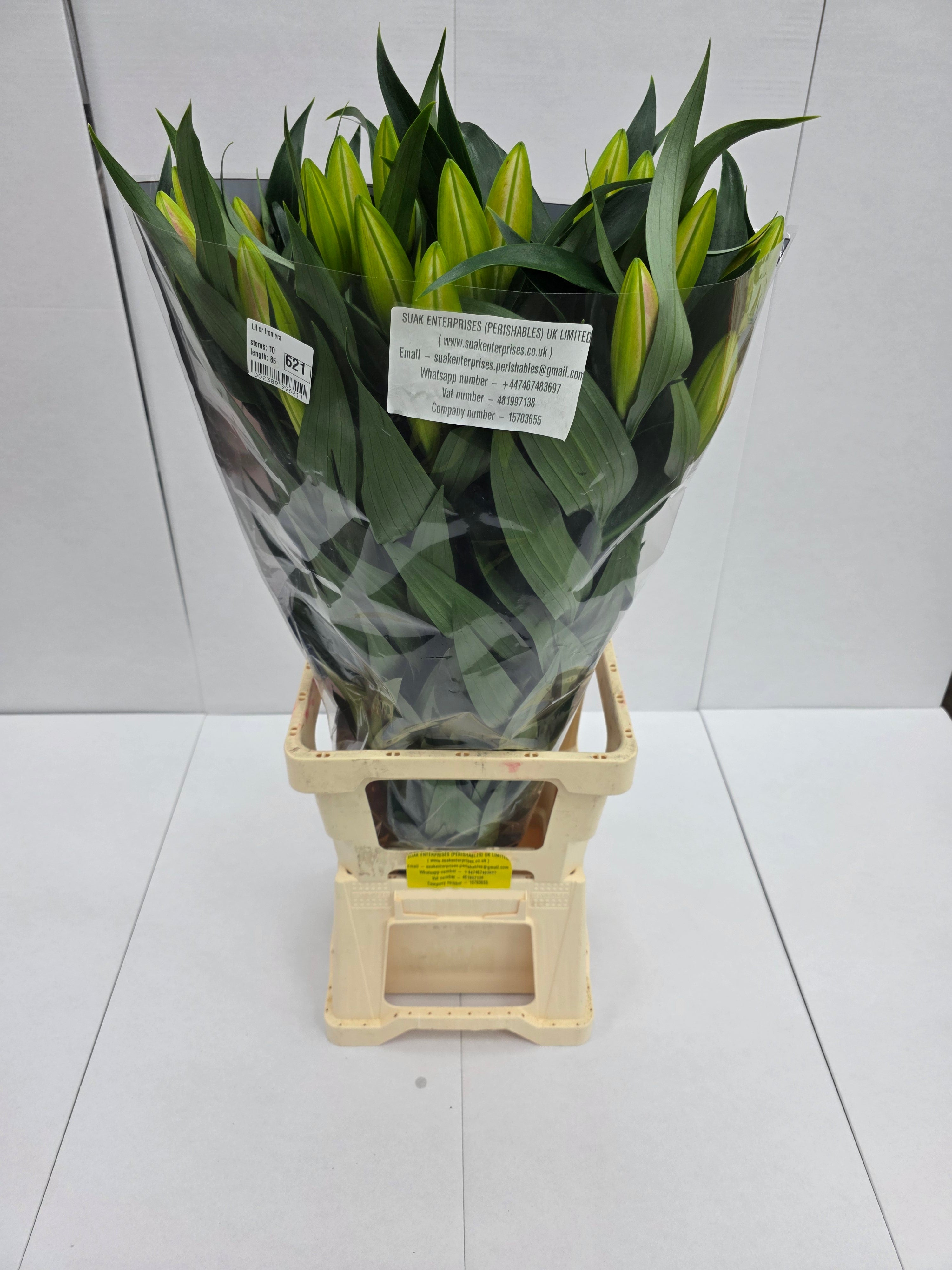 Lilium Or Frontera 3+(Bunch of 10stems, Length 80-90cm)