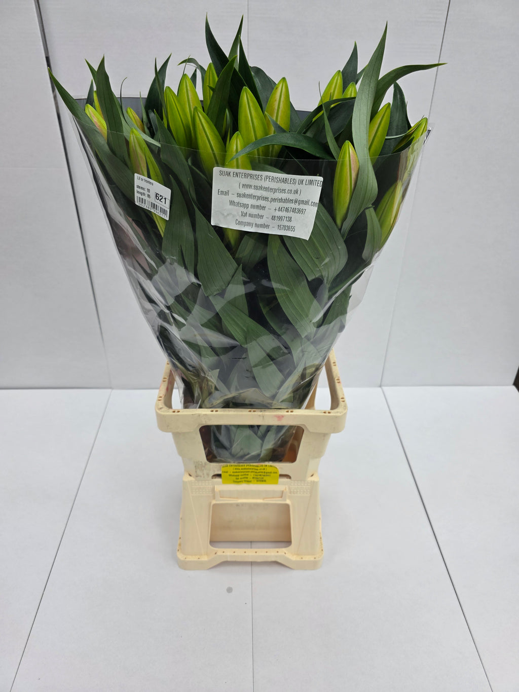 Farm Fresh Lilium Oriental Frontera 3+(Bunch of 10stems,Length 85cm)