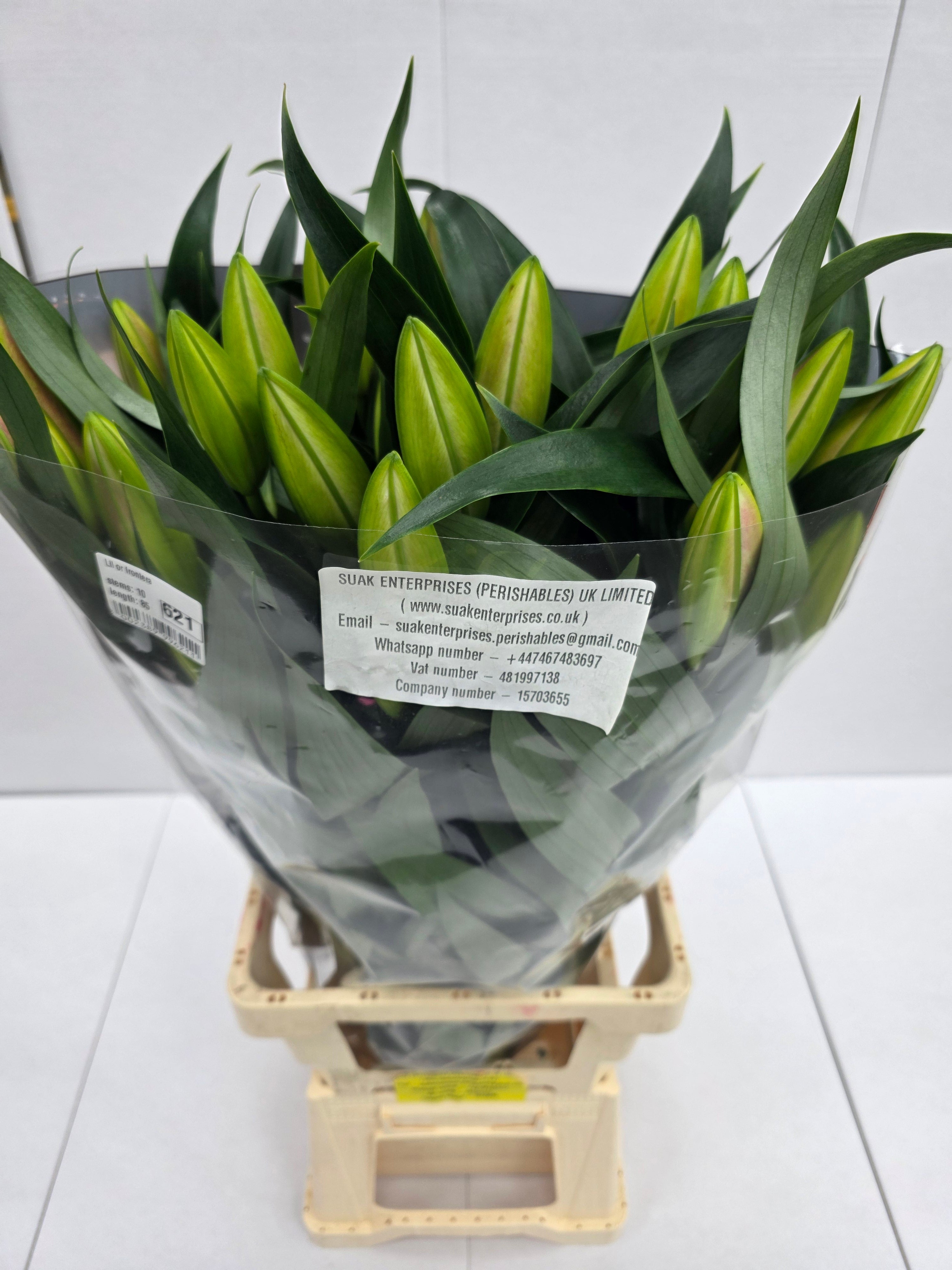 Farm Fresh Lilium Oriental Frontera 3+(Bunch of 10stems,Length 85cm)