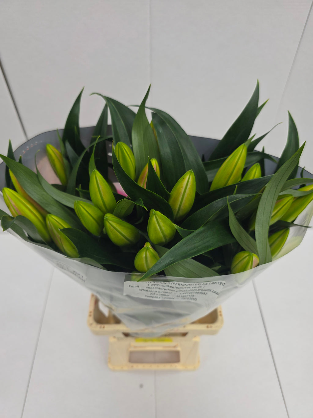 Lilium Or Frontera 3+(Bunch of 10stems, Length 80-90cm)