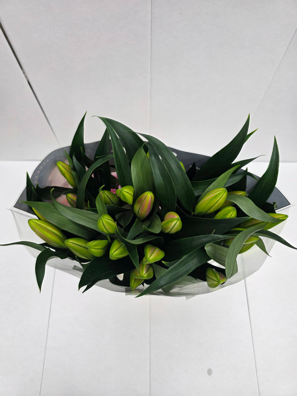 Farm Fresh Lilium Oriental Frontera 3+(Bunch of 10stems,Length 85cm)