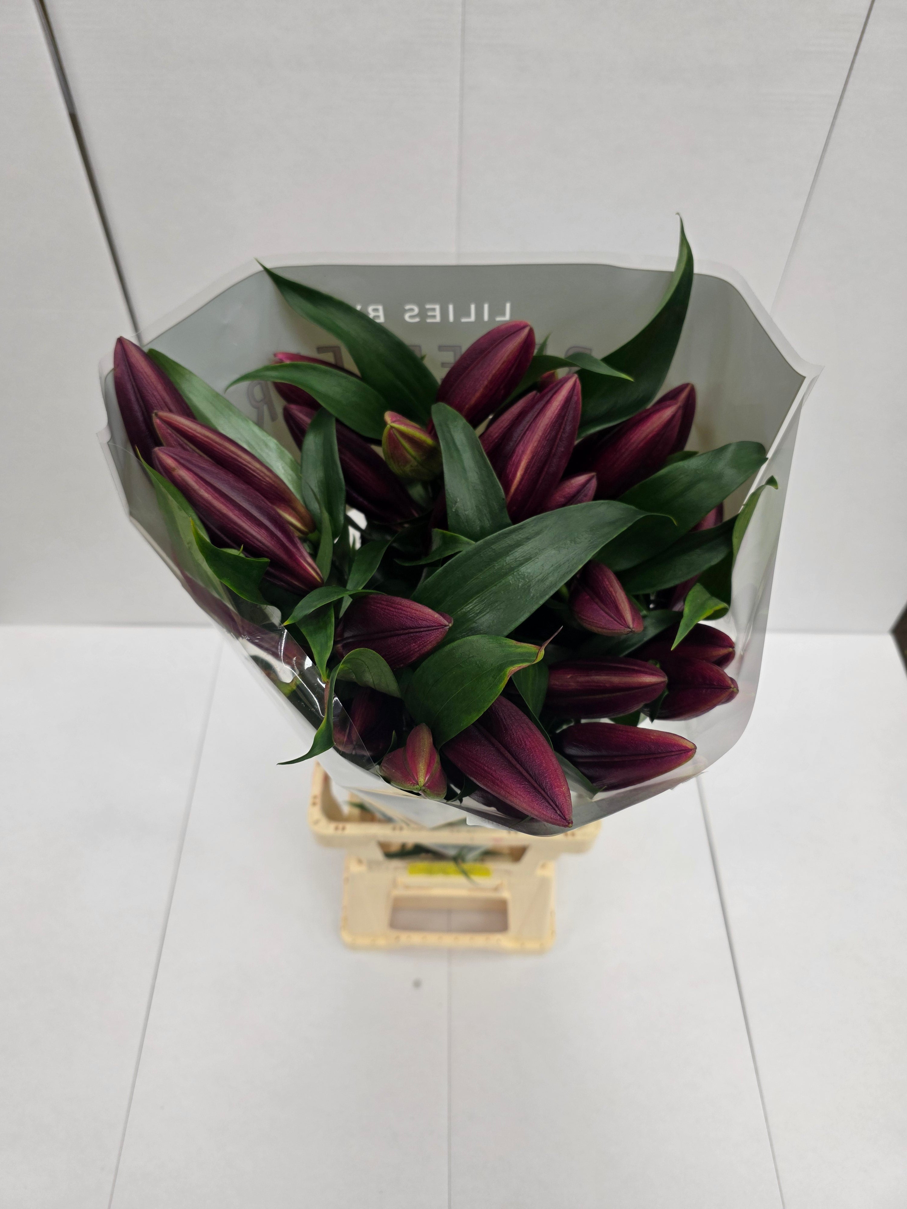 Farm Fresh Lilium Oriental Lasting Love 3+(Bunch of 10stems,Length 95cm)