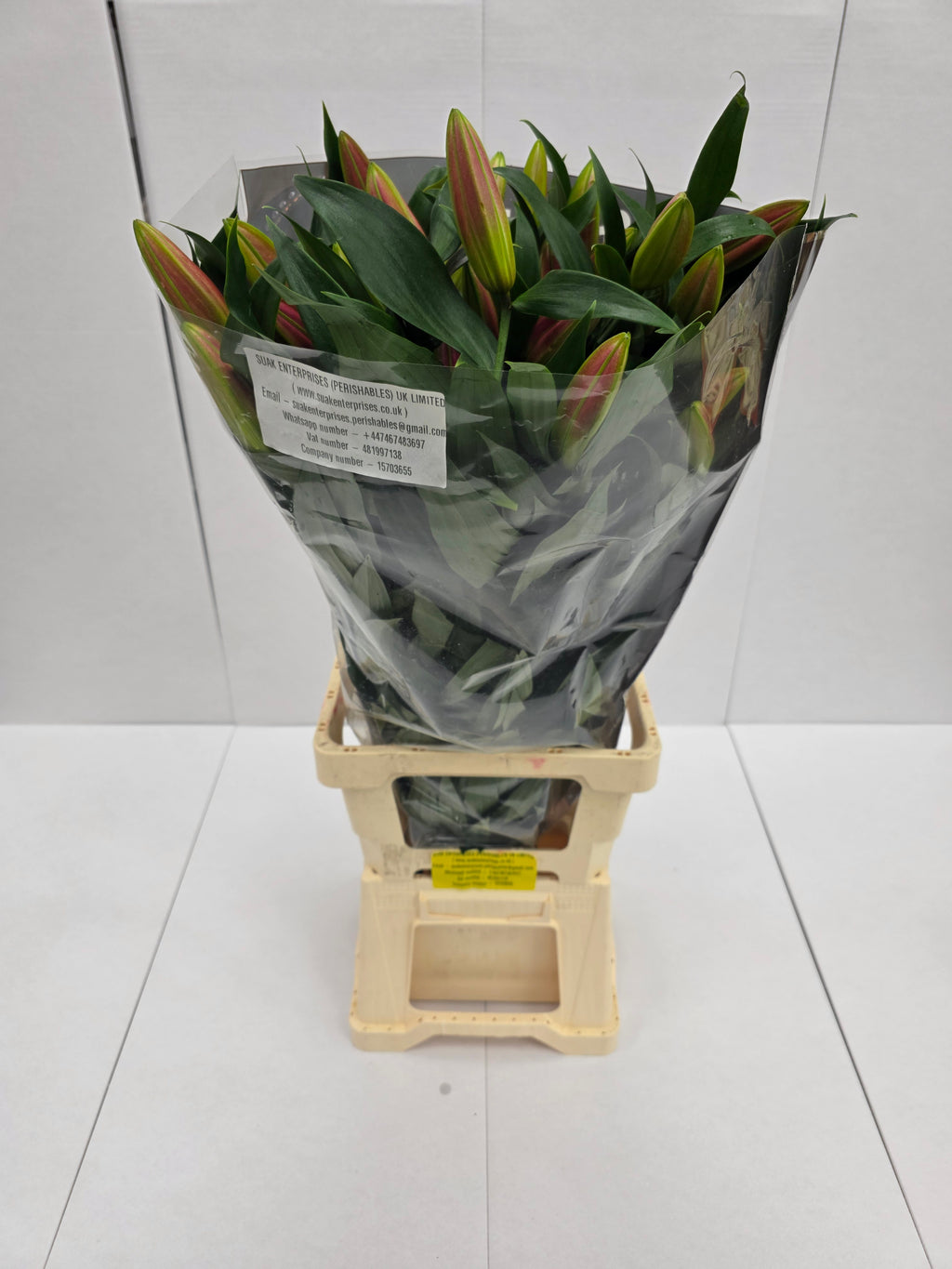 Farm Fresh Lilium Oriental Tabledance 3+(Bunch of 10stems,Length 85cm)