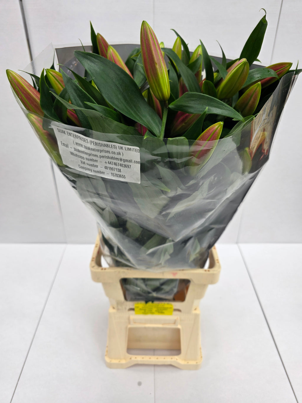 Farm Fresh Lilium Oriental Tabledance 3+(Bunch of 10stems,Length 85cm)