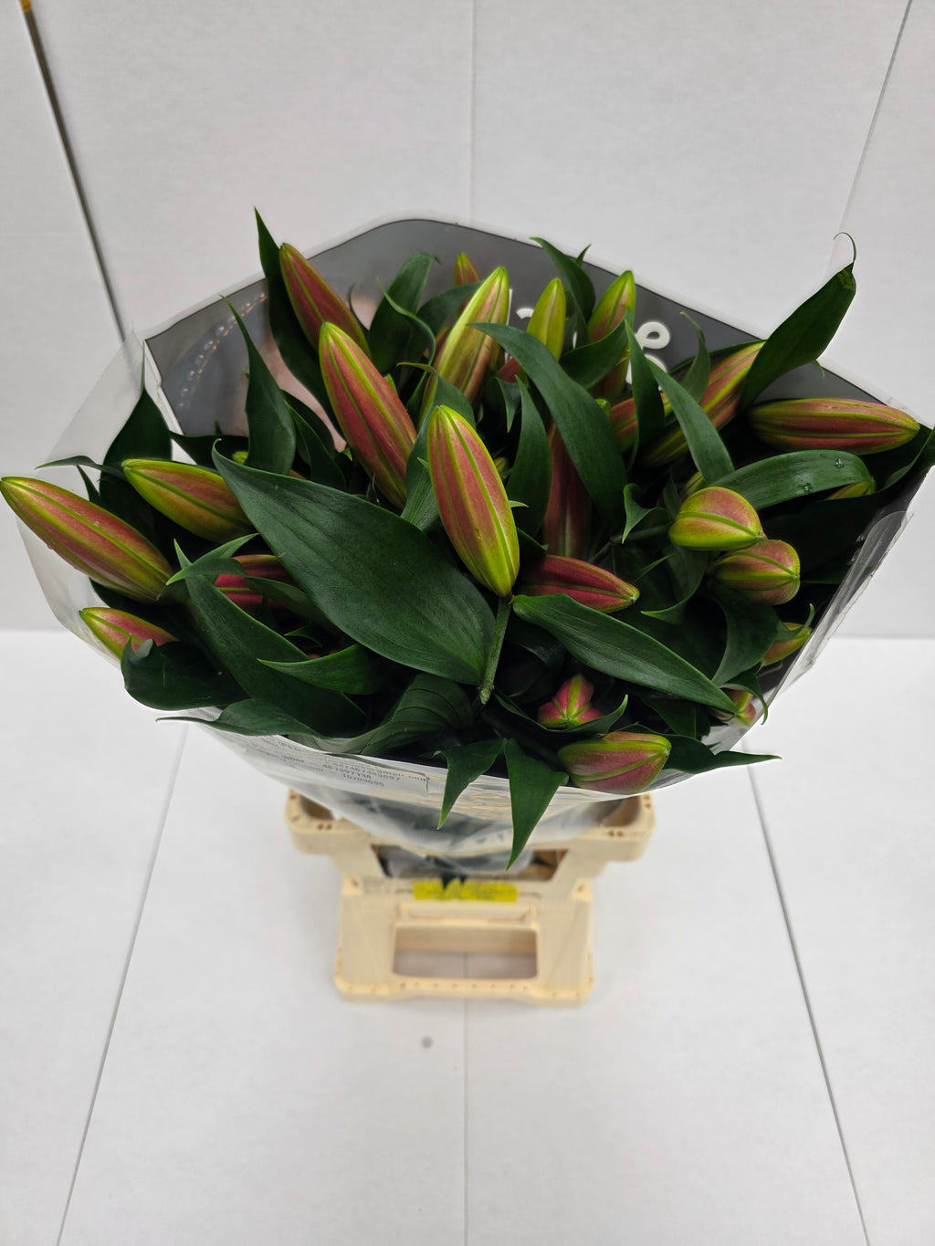Farm Fresh Lilium Oriental Tabledance 3+(Bunch of 10stems,Length 85cm)