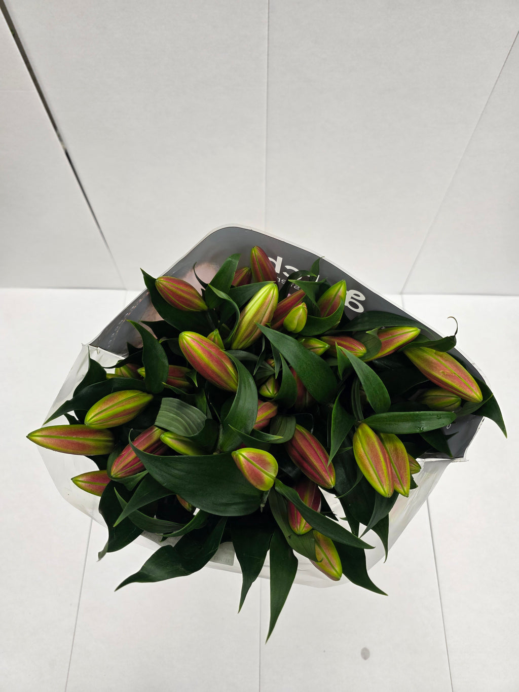 Farm Fresh Lilium Oriental Tabledance 3+(Bunch of 10stems,Length 85cm)