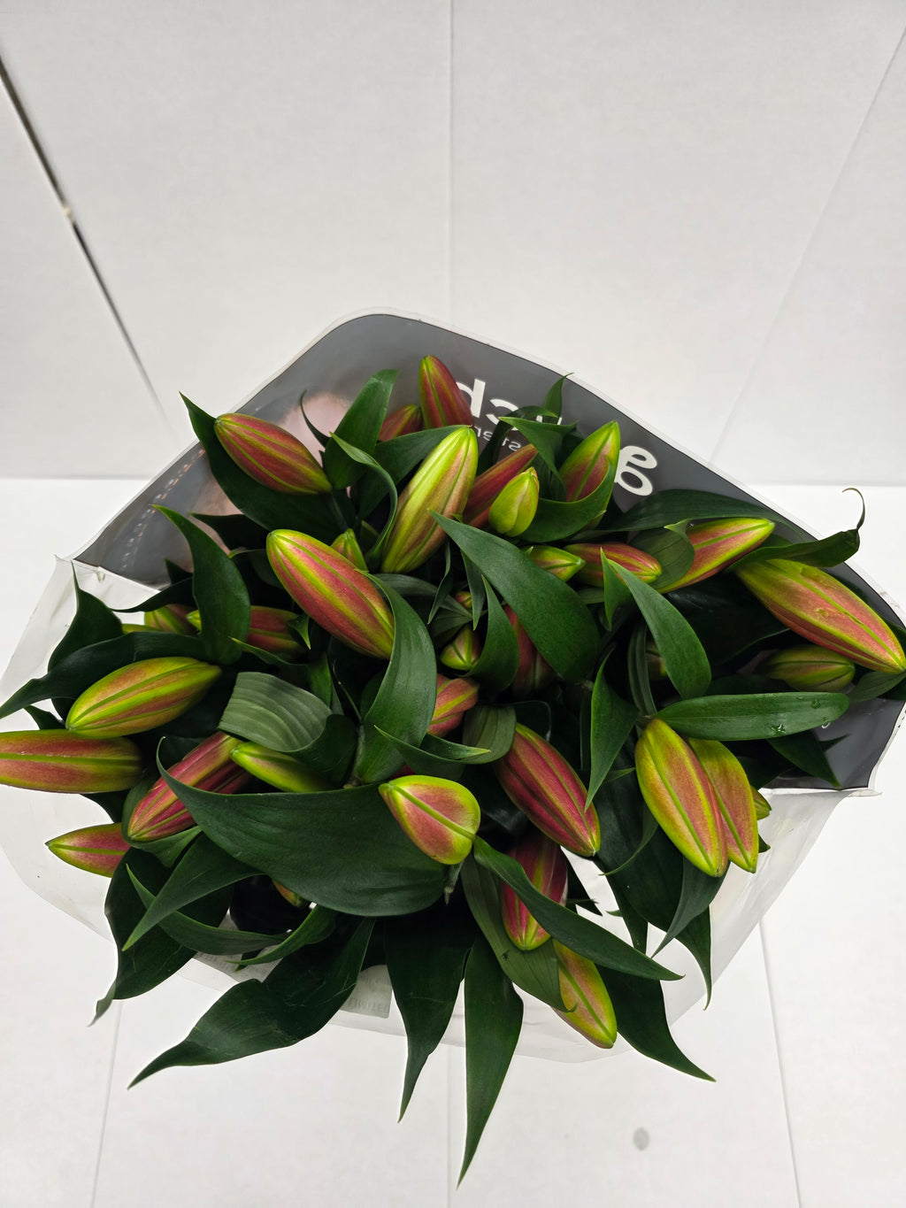 Farm Fresh Lilium Oriental Tabledance 3+(Bunch of 10stems,Length 85cm)