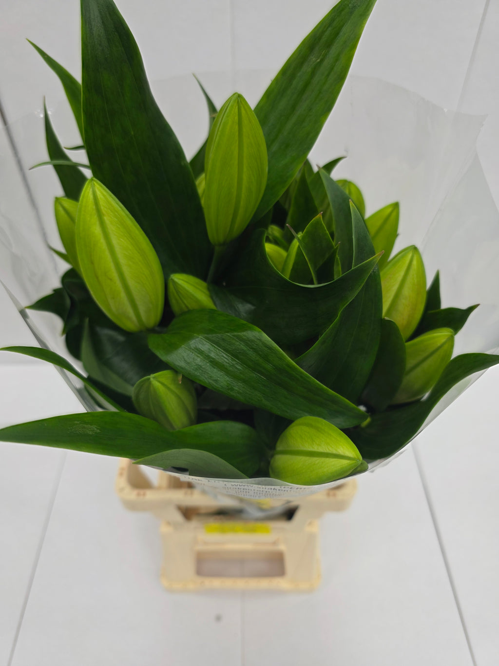 Farm Fresh Lilium Oriental Trocadero 2+(Bunch of 10stems,Length 80cm)