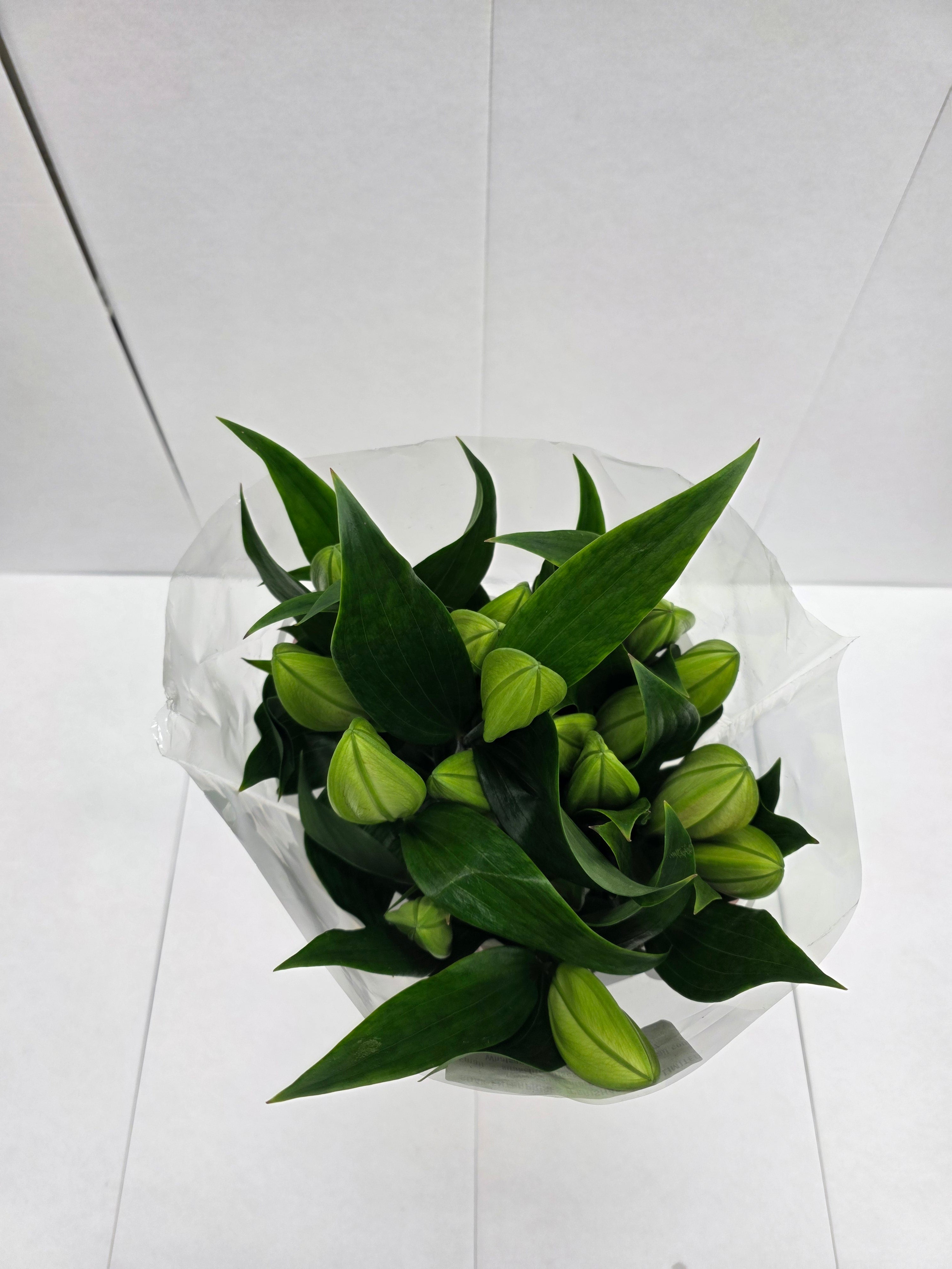 Farm Fresh Lilium Oriental Trocadero 2+(Bunch of 10stems,Length 80cm)