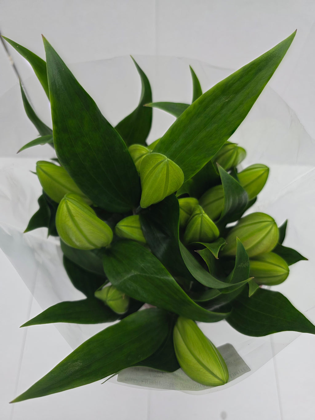 Farm Fresh Lilium Oriental Trocadero 2+(Bunch of 10stems,Length 80cm)