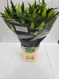 Farm Fresh Lilium Oriental Universe Ex 5+(Bunch of 10stems,Length 100cm)
