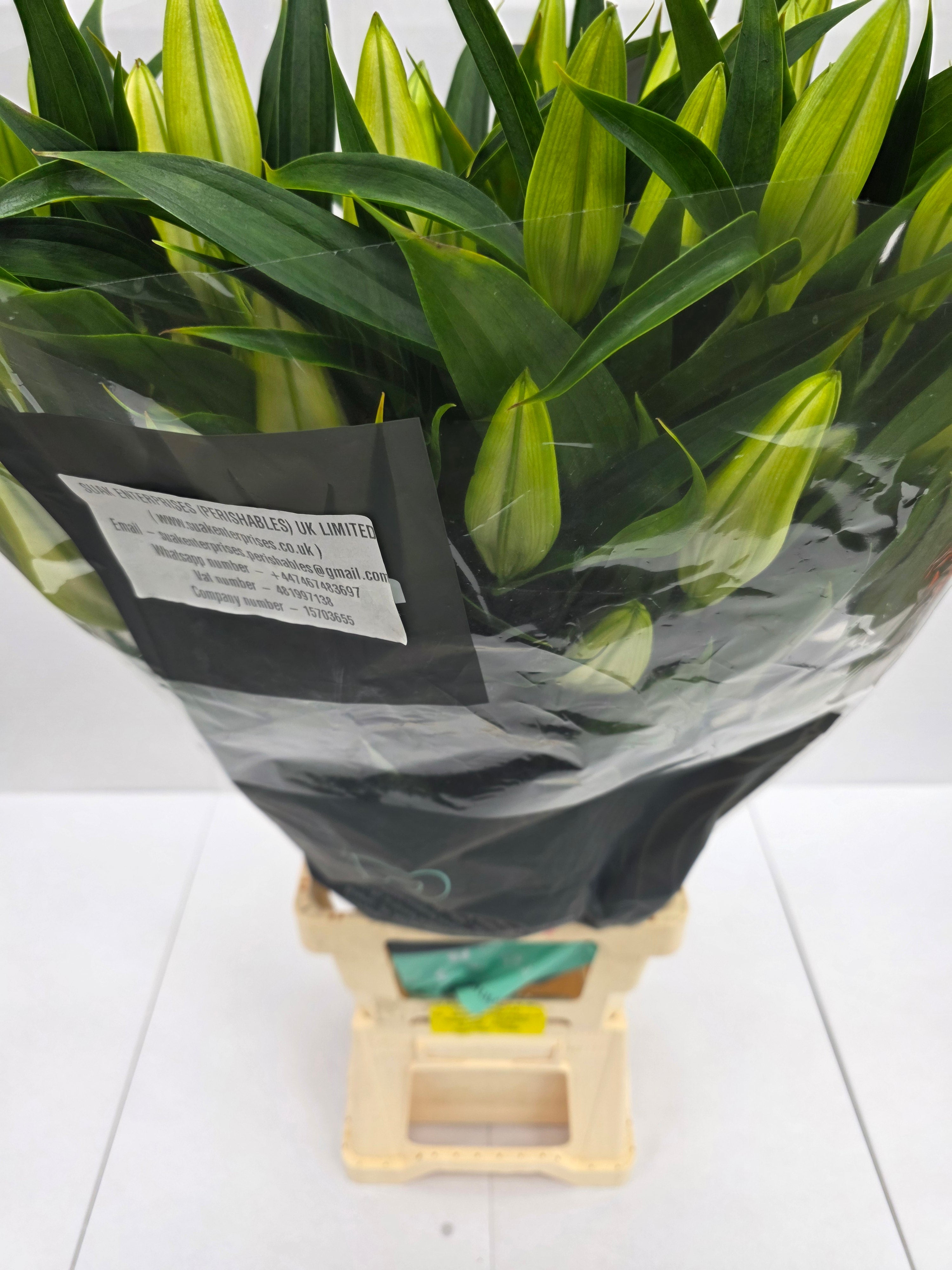 Farm Fresh Lilium Oriental Universe Ex 5+(Bunch of 10stems,Length 100cm)