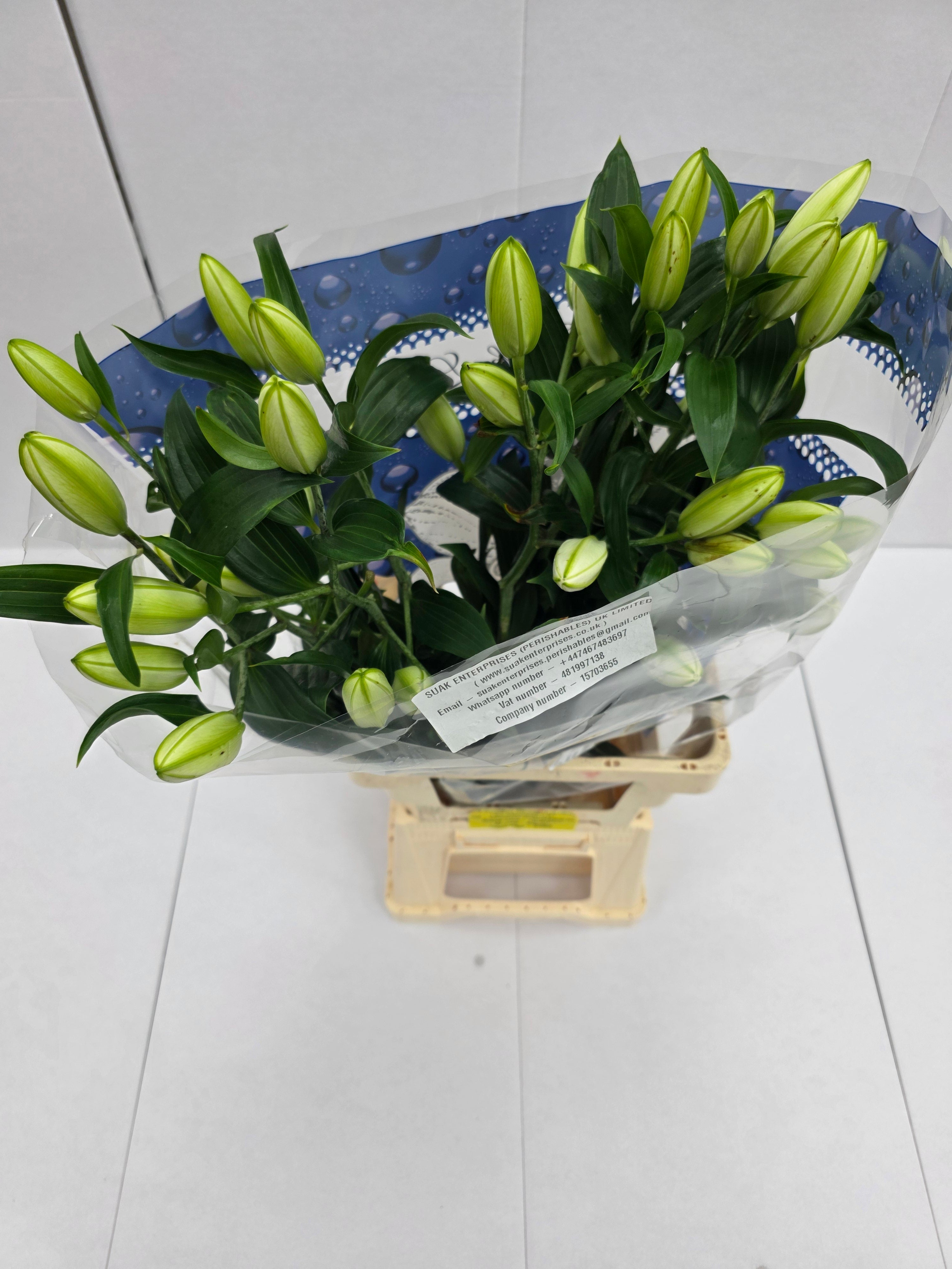 Farm Fresh Lilium Oriental Double Amsterdam 3+(Bunch of 10stems,Length 85cm)