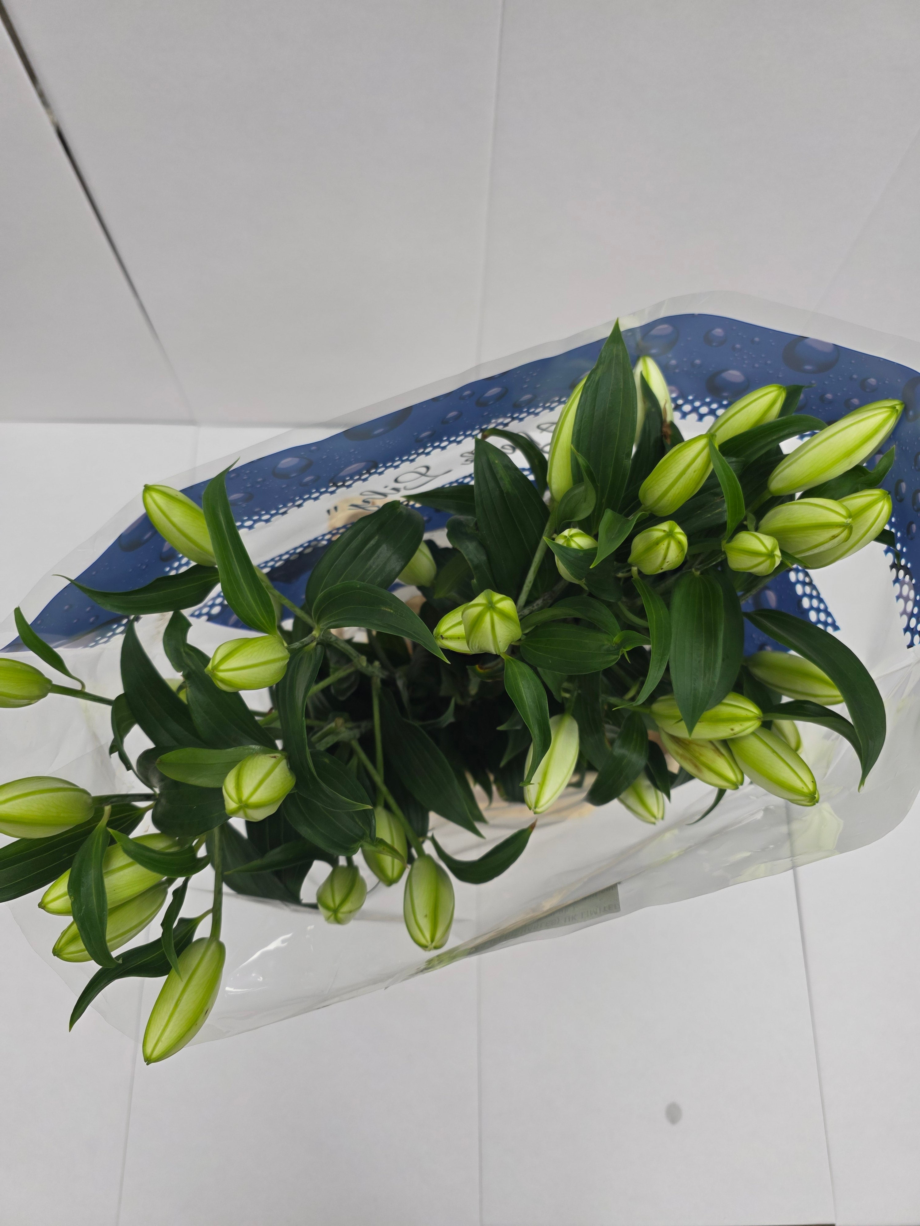 Farm Fresh Lilium Oriental Double Amsterdam 3+(Bunch of 10stems,Length 85cm)