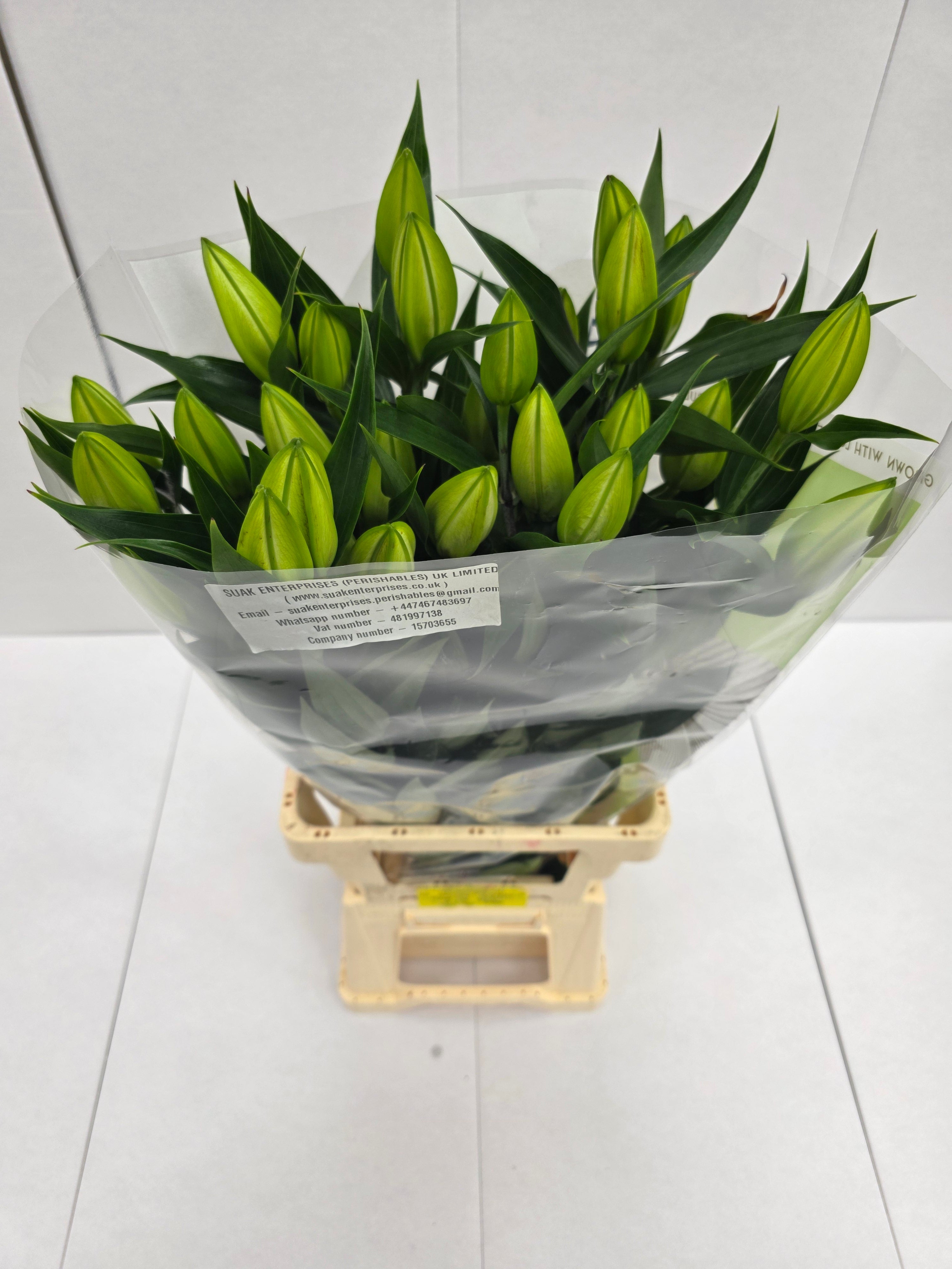 Farm Fresh Lilium Oriental Pacific Ocean 3+(Bunch of 10stems,Length 85cm)