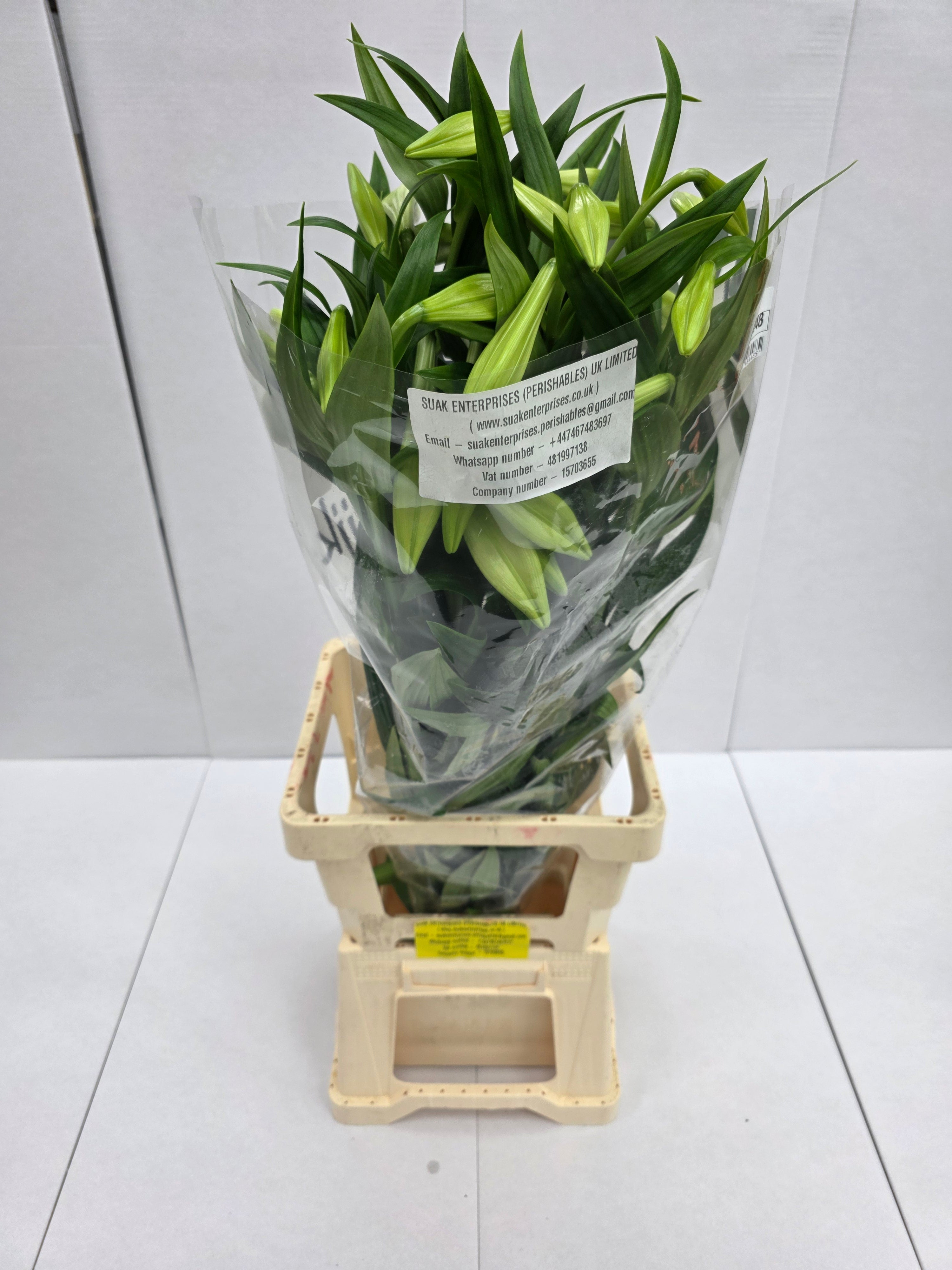 Farm Fresh Lilium Longifloram White Heaven 3+(Bunch of 10stems,Length 95cm)