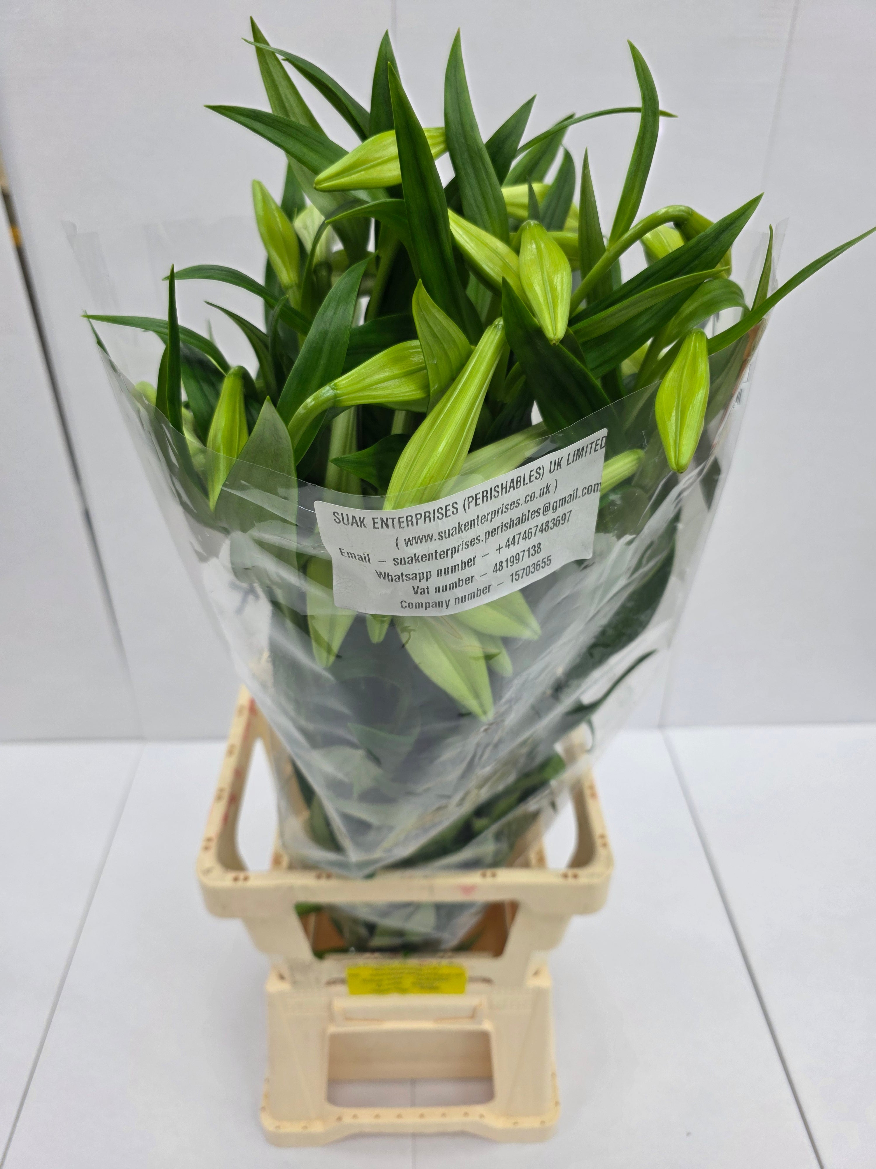 Farm Fresh Lilium Longifloram White Heaven 3+(Bunch of 10stems,Length 95cm)