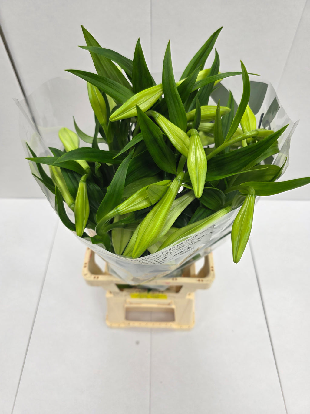 Farm Fresh Lilium Longifloram White Heaven 3+(Bunch of 10stems,Length 95cm)