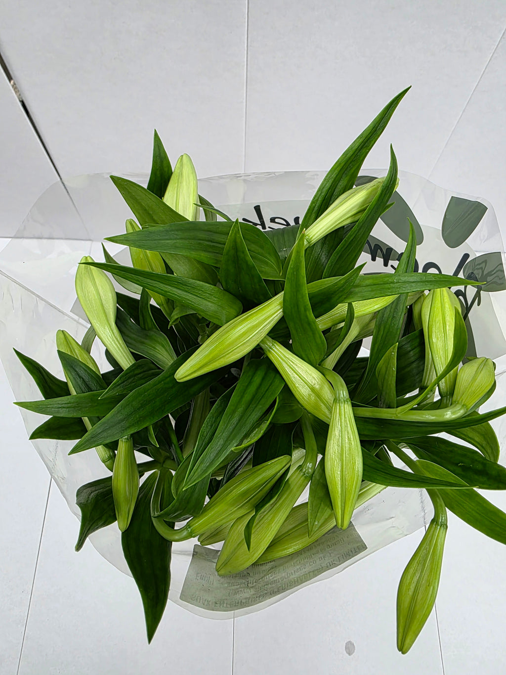 Farm Fresh Lilium Longifloram White Heaven 3+(Bunch of 10stems,Length 95cm)