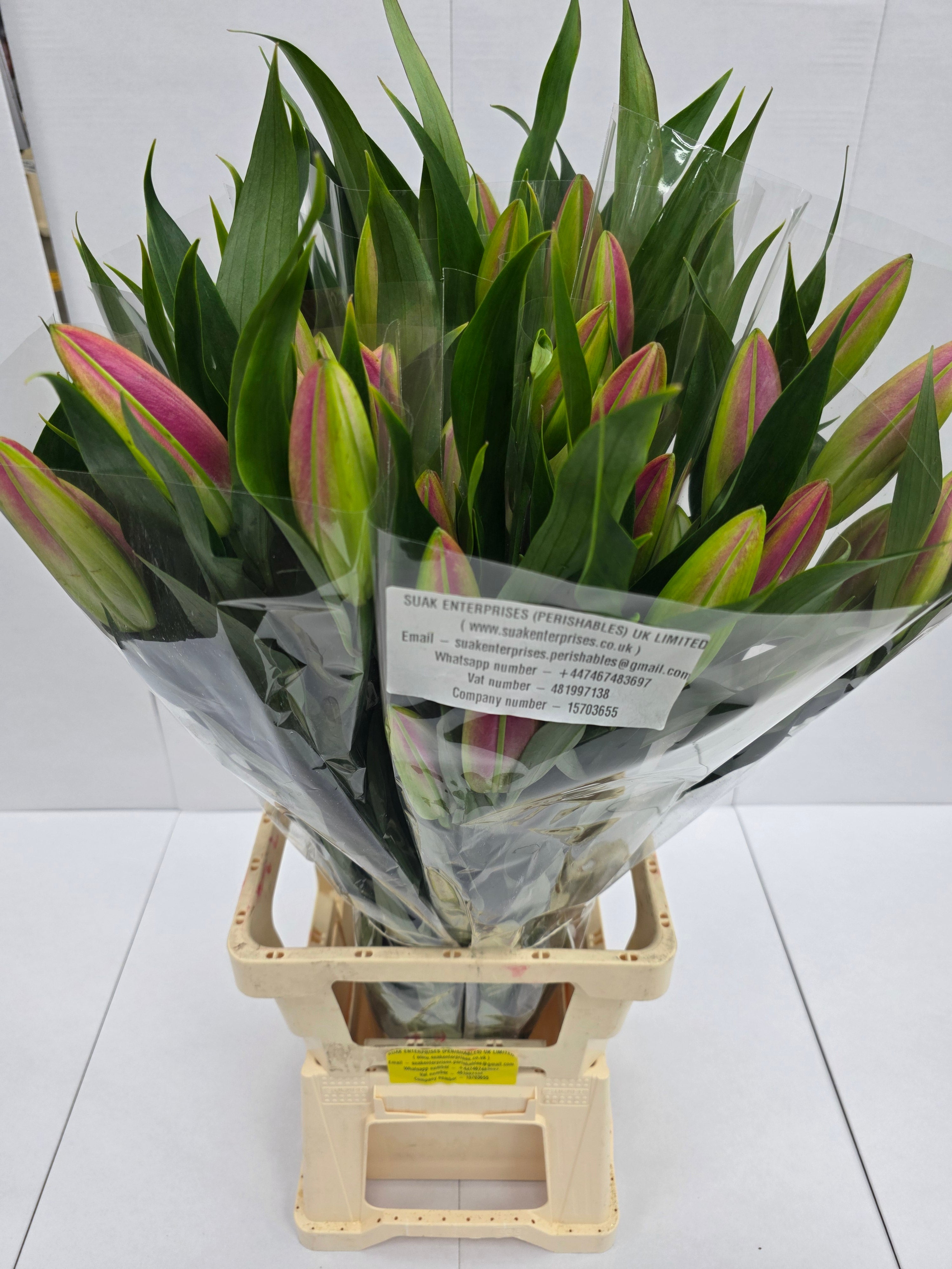 Farm Fresh Lilium Oriental Bq Pink Op 3(Bunch of 10stems,Length 80cm)