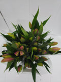 Farm Fresh Lilium Oriental Bq Pink Op 3(Bunch of 10stems,Length 80cm)