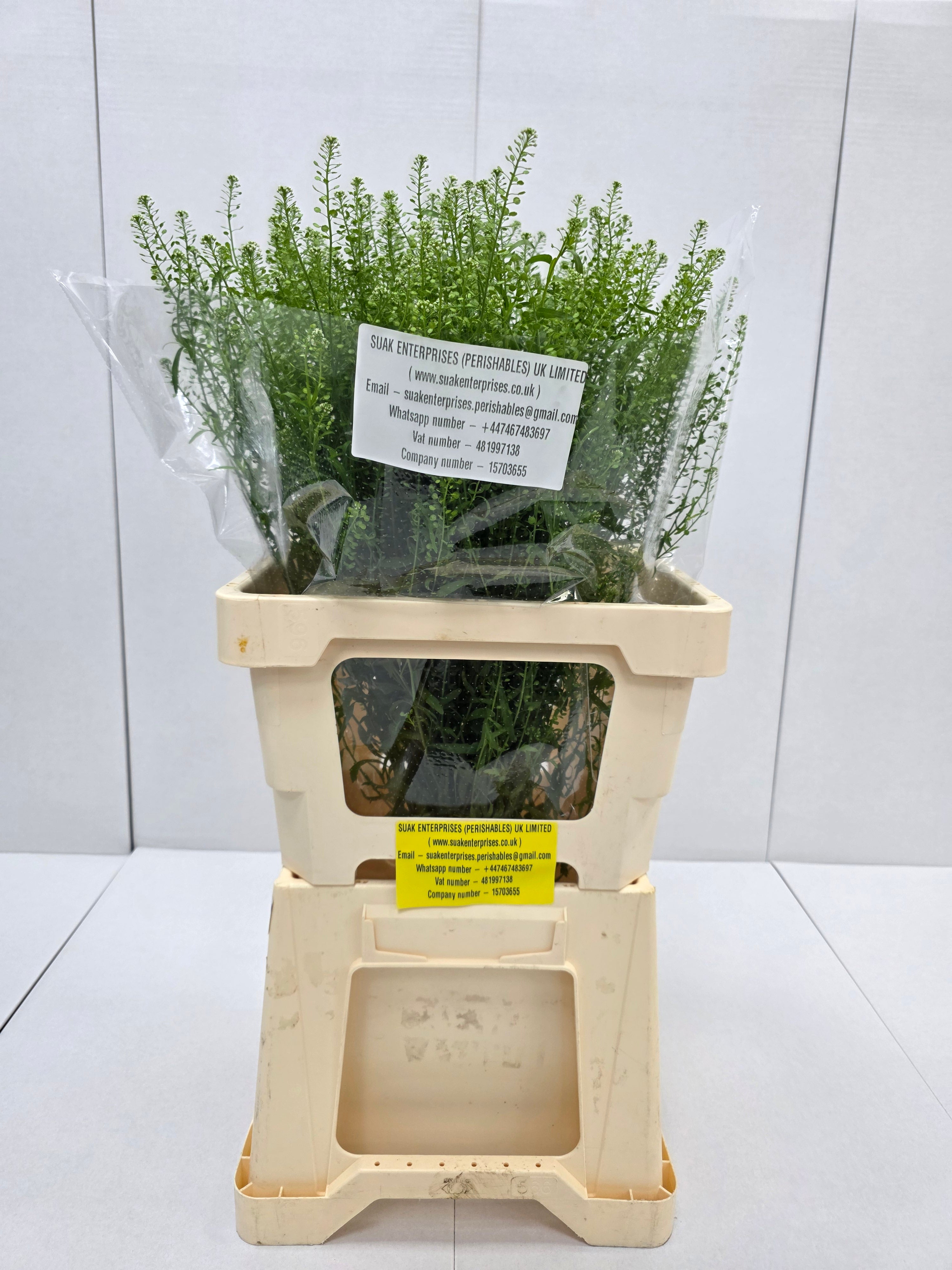 Farm Fresh Thlaspi Green Bell (Bunch of 25 stems, length 65cm)