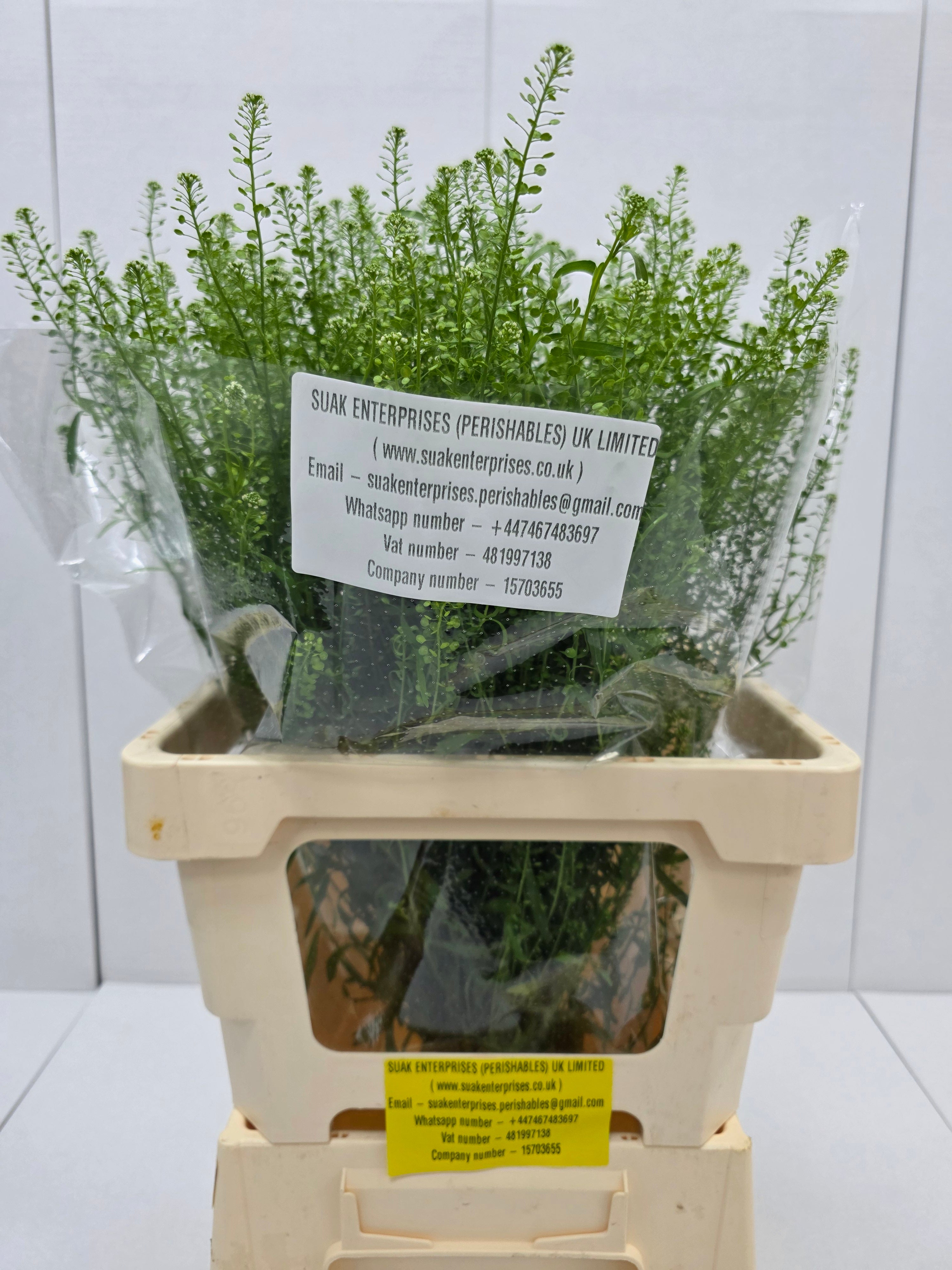 Farm Fresh Thlaspi Green Bell (Bunch of 25 stems, length 65cm)