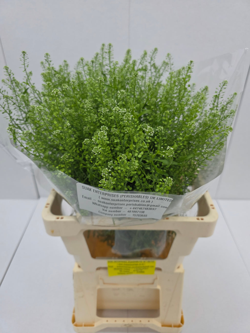 Farm Fresh Thlaspi Green Bell (Bunch of 25 stems, length 65cm)