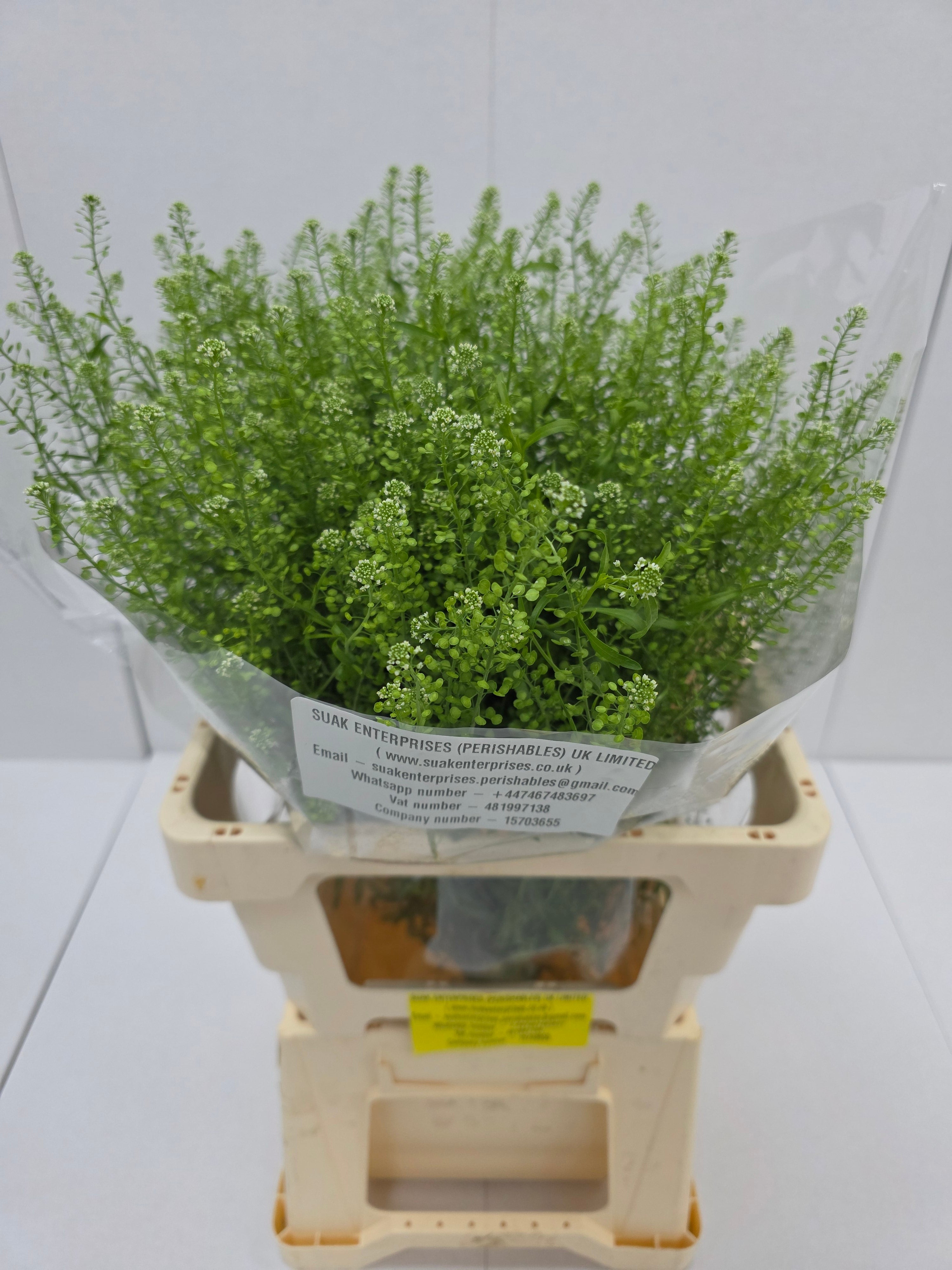 Farm Fresh Thlaspi Green Bell (Bunch of 25 stems, length 65cm)