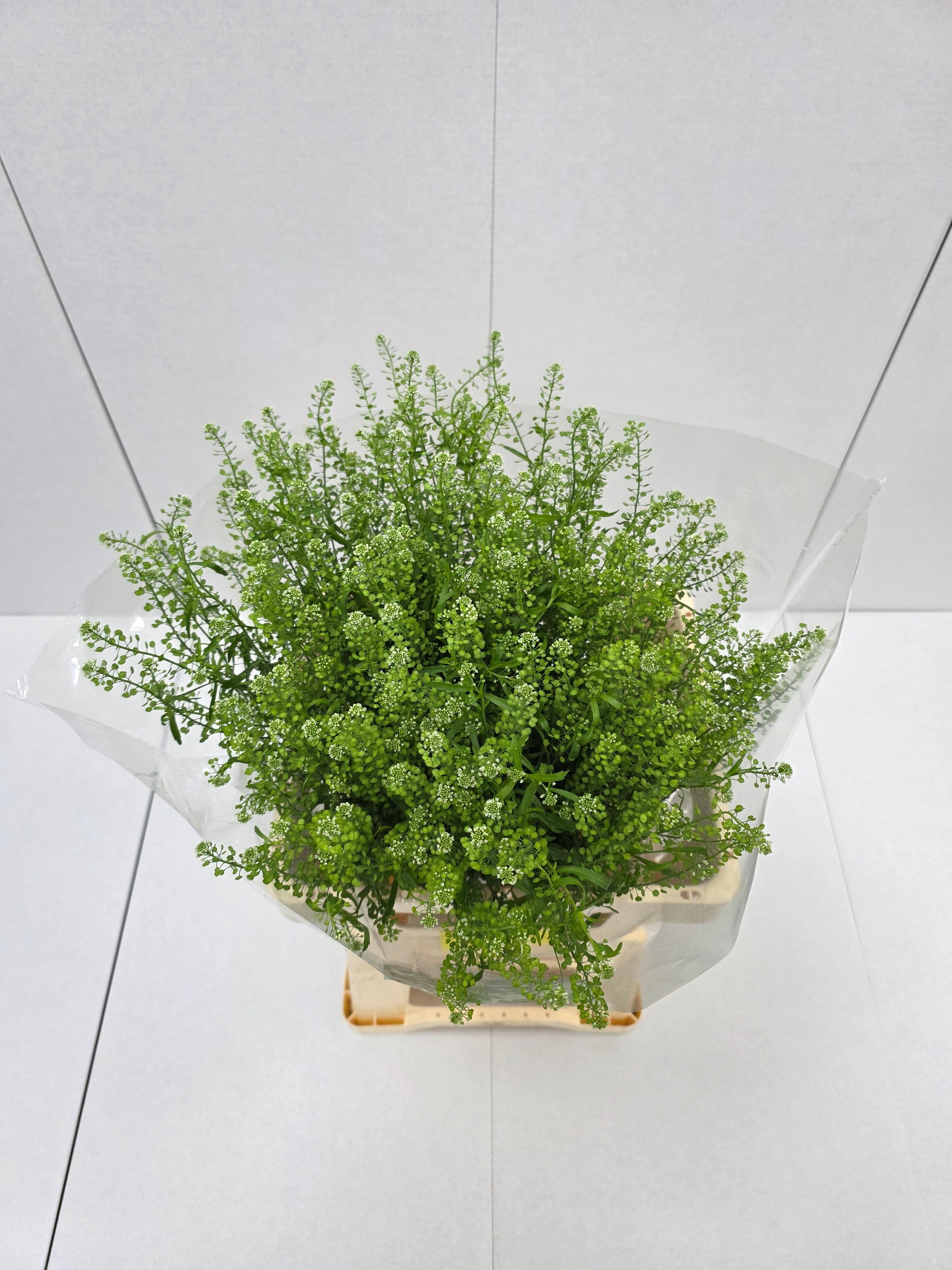 Farm Fresh Thlaspi Green Bell (Bunch of 25 stems, length 65cm)