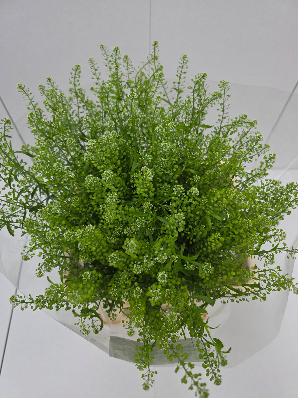 Farm Fresh Thlaspi Green Bell (Bunch of 25 stems, length 65cm)