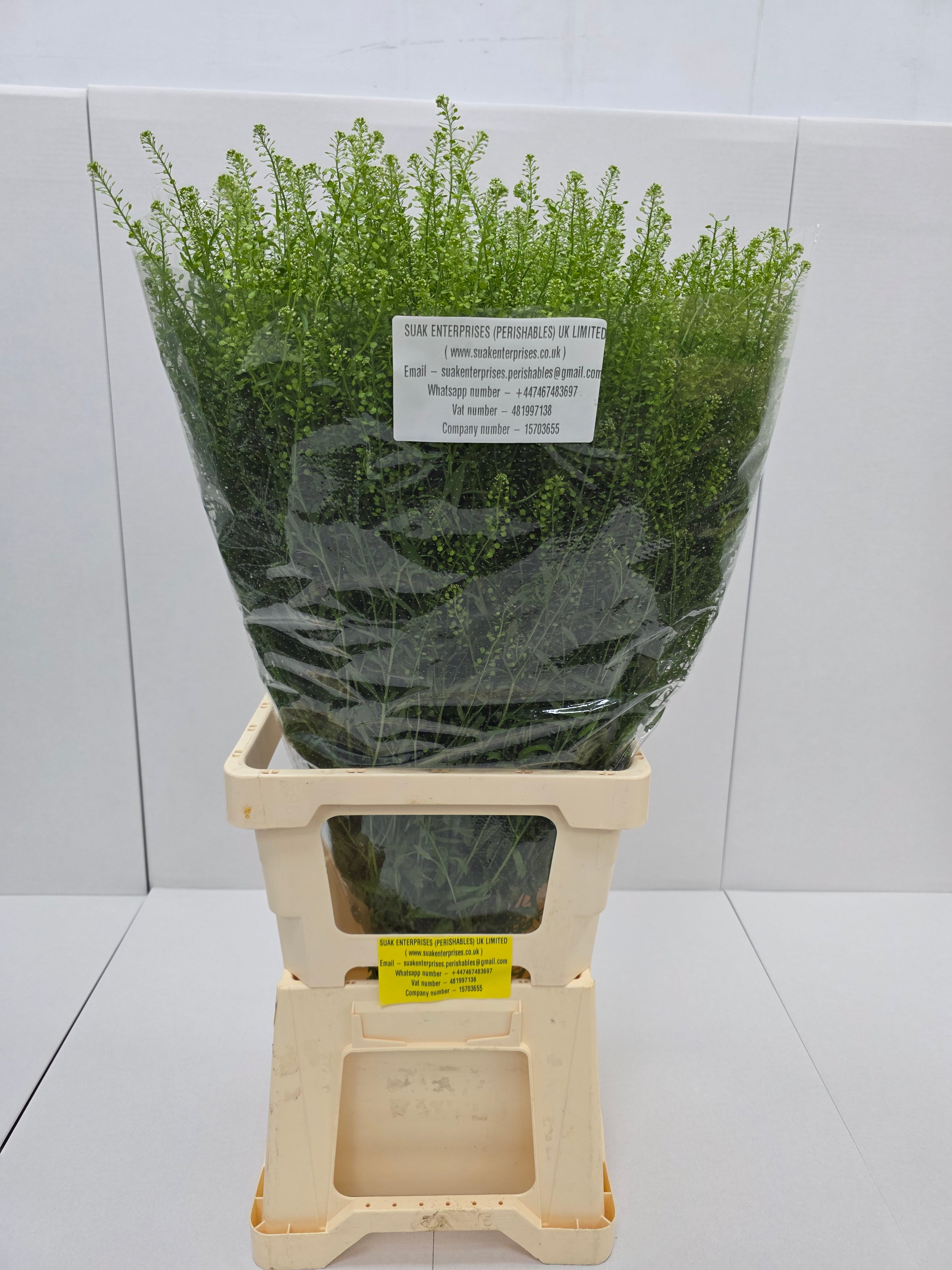 Farm Fresh Aster Thlaspi Green Bell (Bunch of 25 stems, length  80cm)