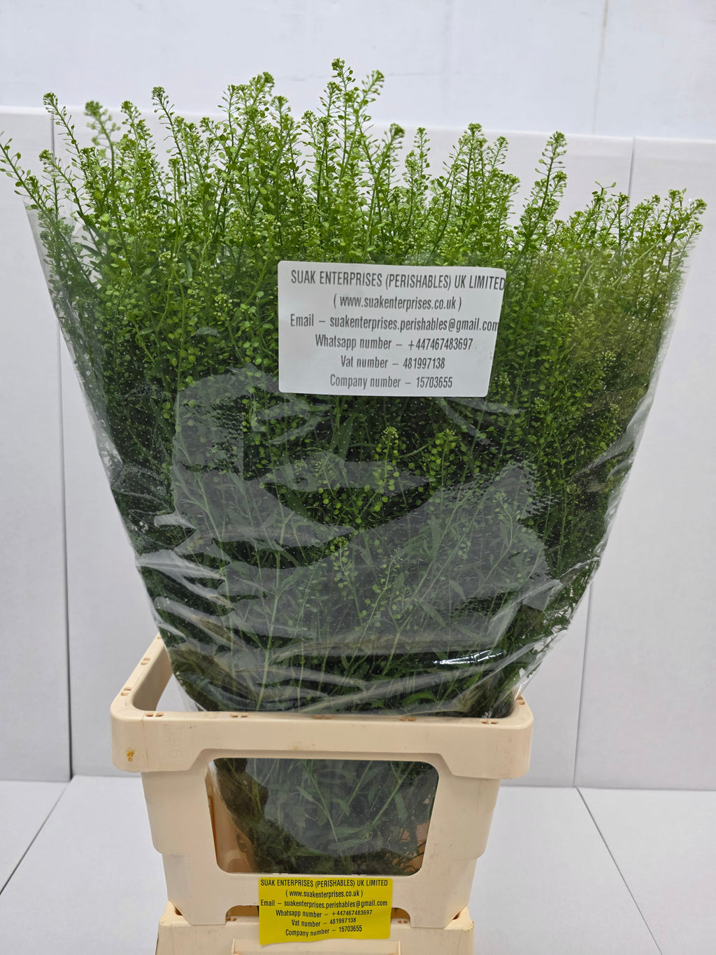 Farm Fresh Aster Thlaspi Green Bell (Bunch of 25 stems, length  80cm)