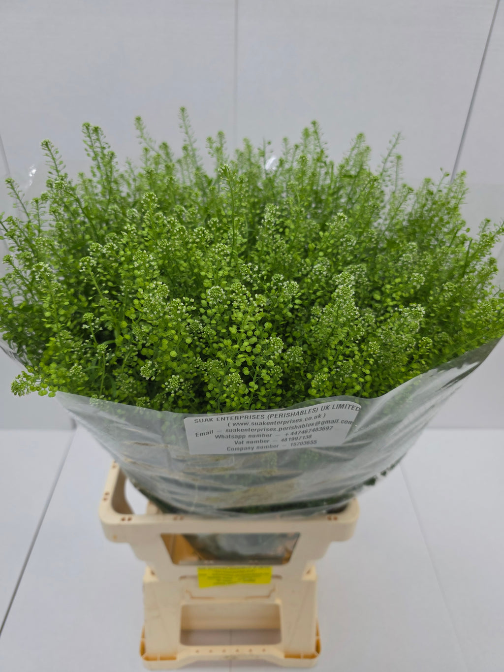Farm Fresh Aster Thlaspi Green Bell (Bunch of 25 stems, length  80cm)