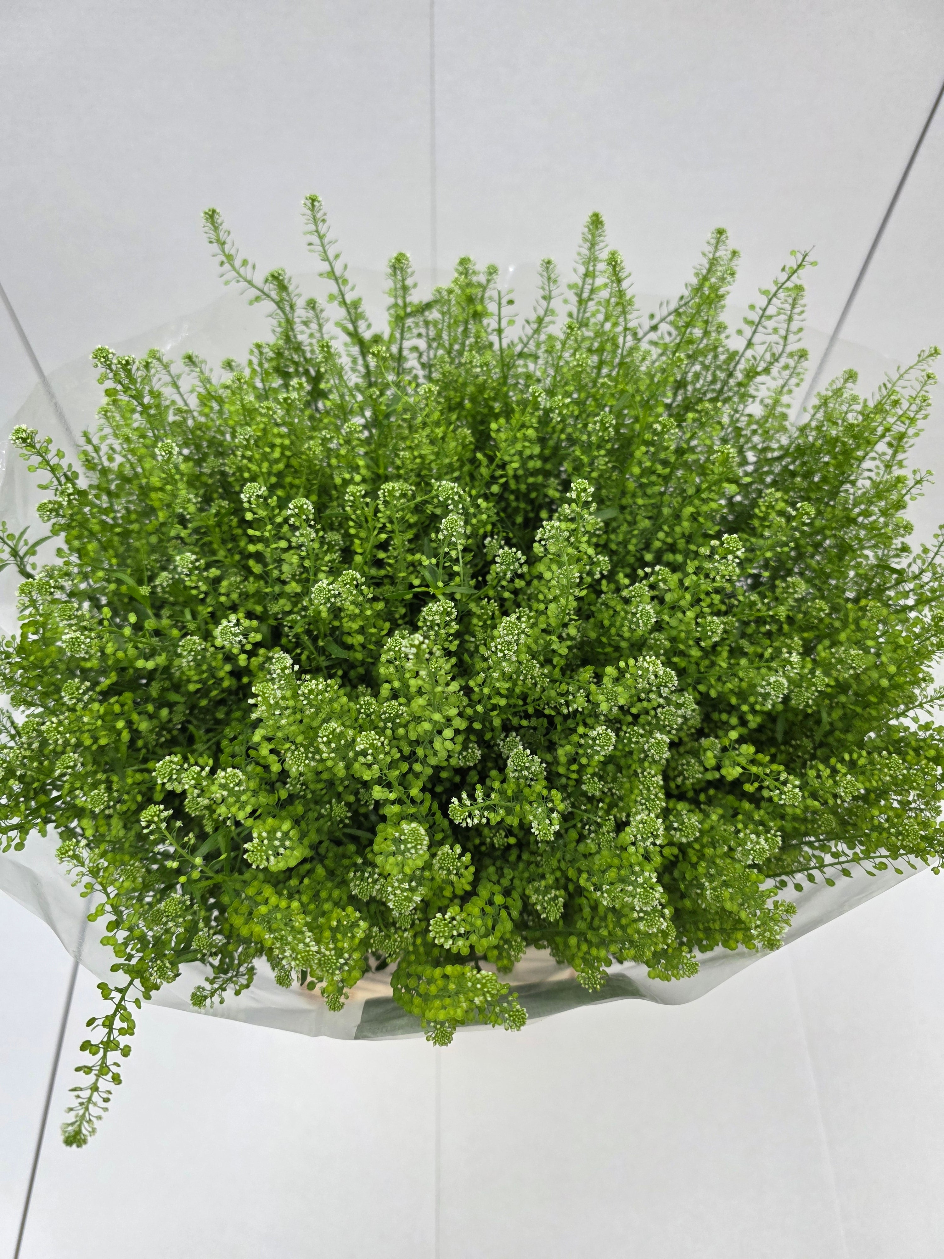 Farm Fresh Aster Thlaspi Green Bell (Bunch of 25 stems, length  80cm)